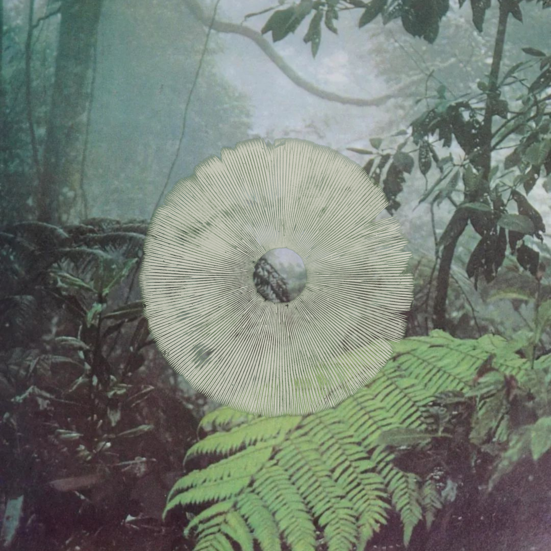 A circular, textured, light-colored object with radiating lines, set against a background of a foggy forest with green fern leaves and dense foliage.
