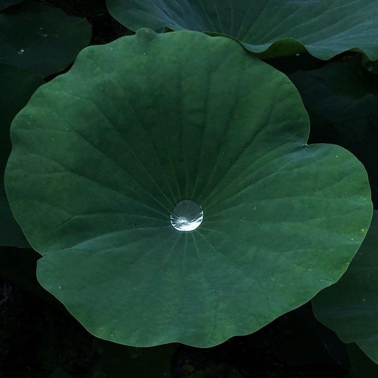 Close-up of a large green lotus leaf with a single water droplet in the center.