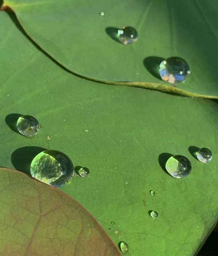 Close-up of a green lily pad with several water droplets on its surface reflecting the sky and surrounding plants.