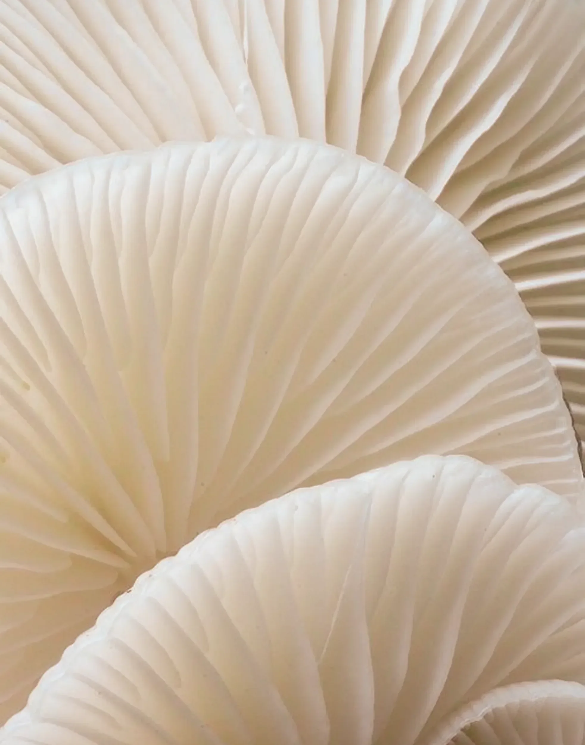 mycelium
