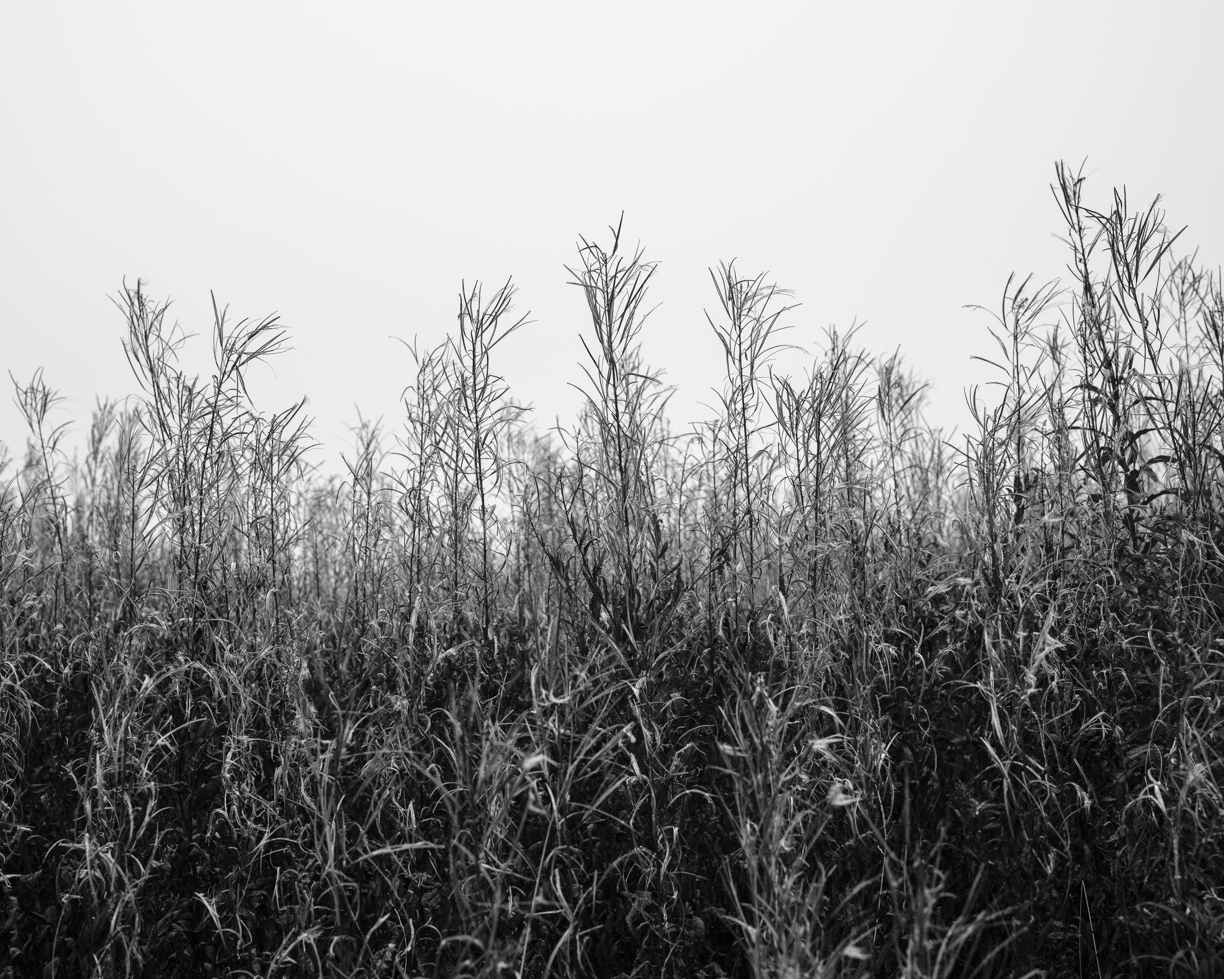 TalleySquarespaceImages-4.jpg