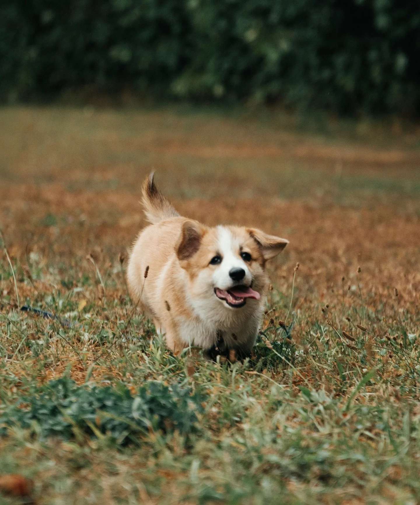 W naszym życiu zagościł Cheddar!

Ci, kt&oacute;rzy śledzą bacznie moje storki wiedzą, że już od niemal 4 tygodni mieszka z nami szczeniak Corgi - Cheddar 🧀

Ten piękny urwis to wulkan energii, kt&oacute;rą z całą pewnością pochłania ode mnie i @not