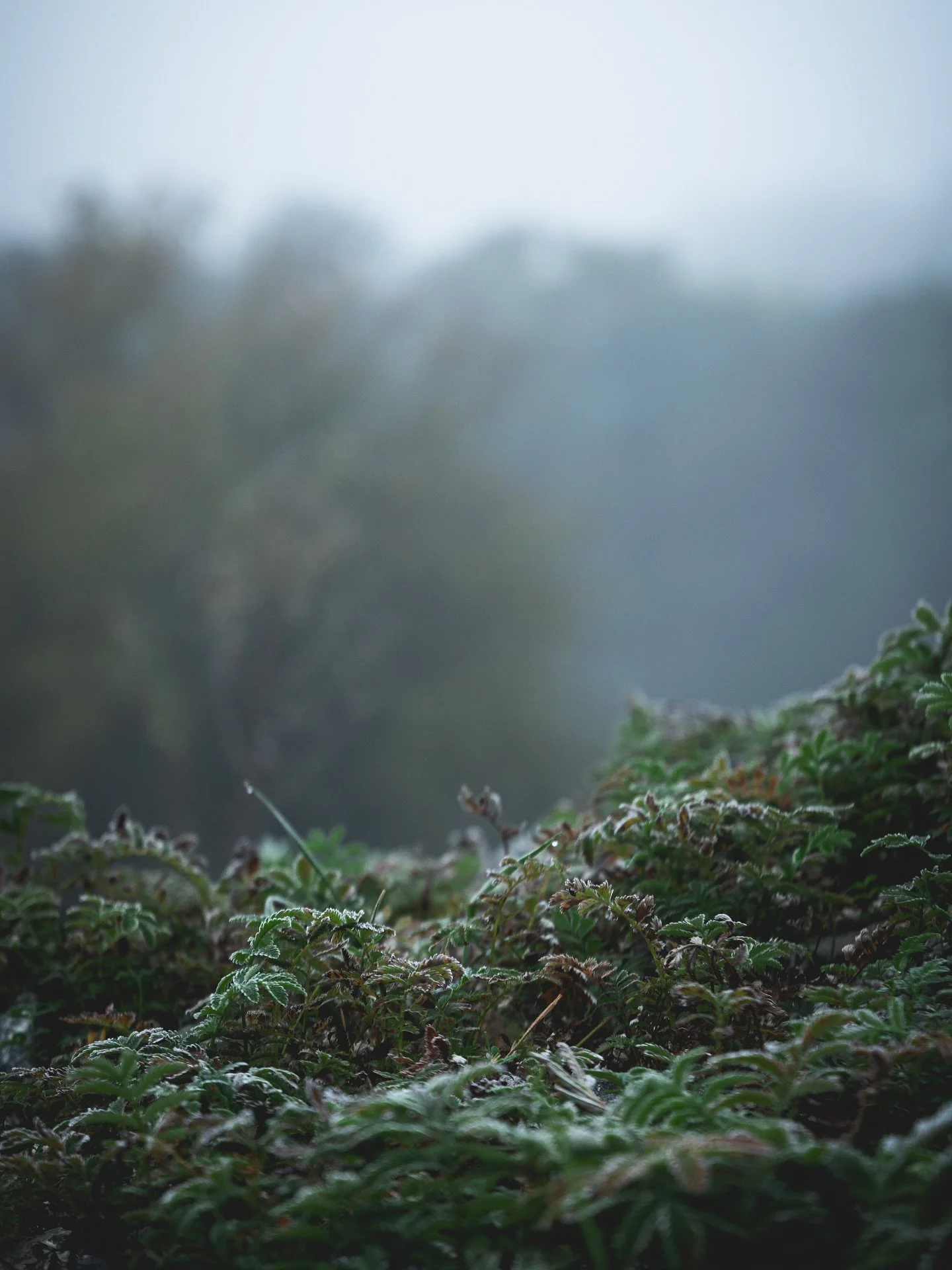Zimno mi.

Marzną mi ręce, trzęsę się jak Osika, piję hektolitry herbaty w nadziei, że będzie lepiej. Nie będzie. Jesień dopiero co wjechała na salony, a ja już widzę, że zima jej dmucha lodowatym oddechem na kark. Jest jednak jeden ogromny plus najb
