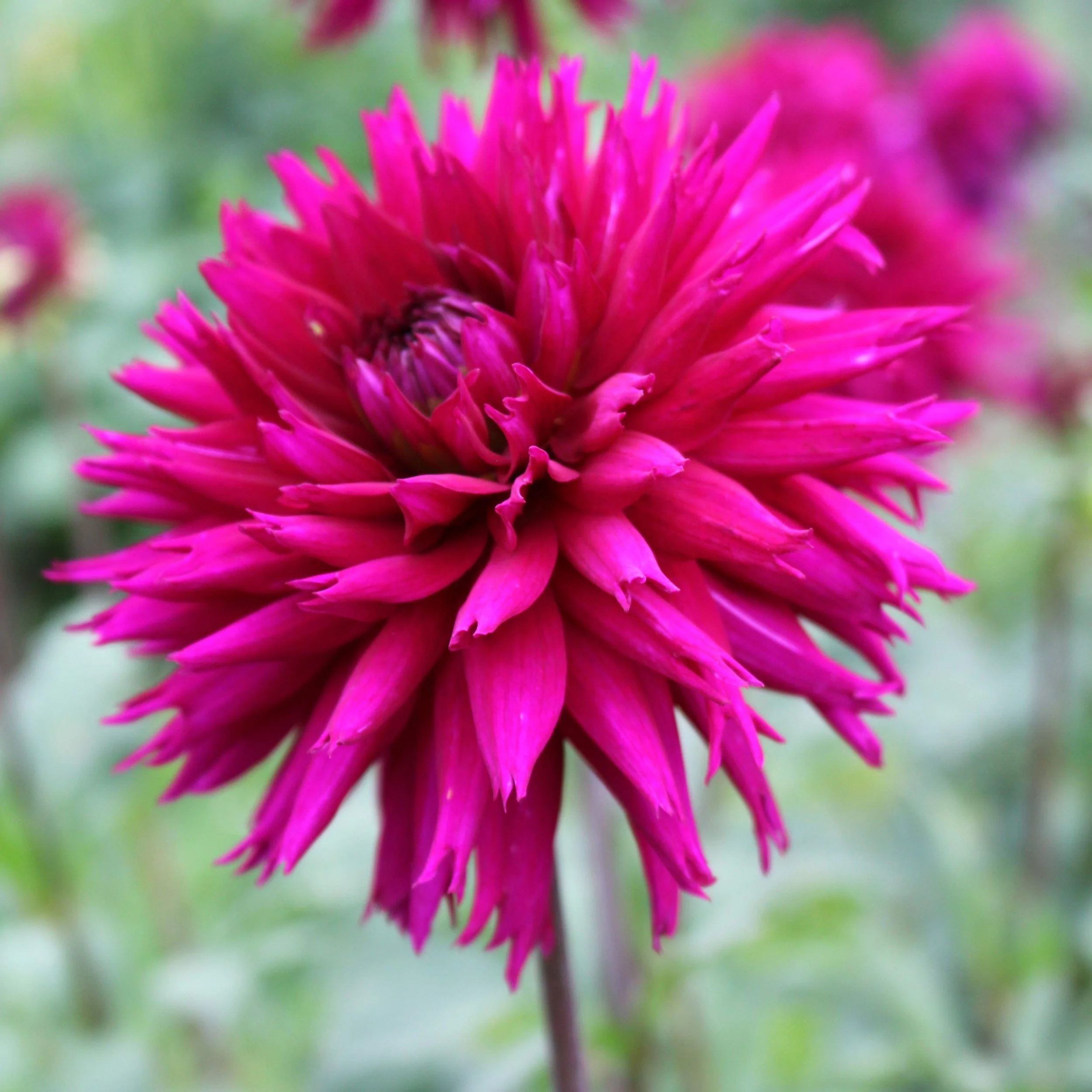 Moor_dahlias dark cerise single frayed edge res.JPG