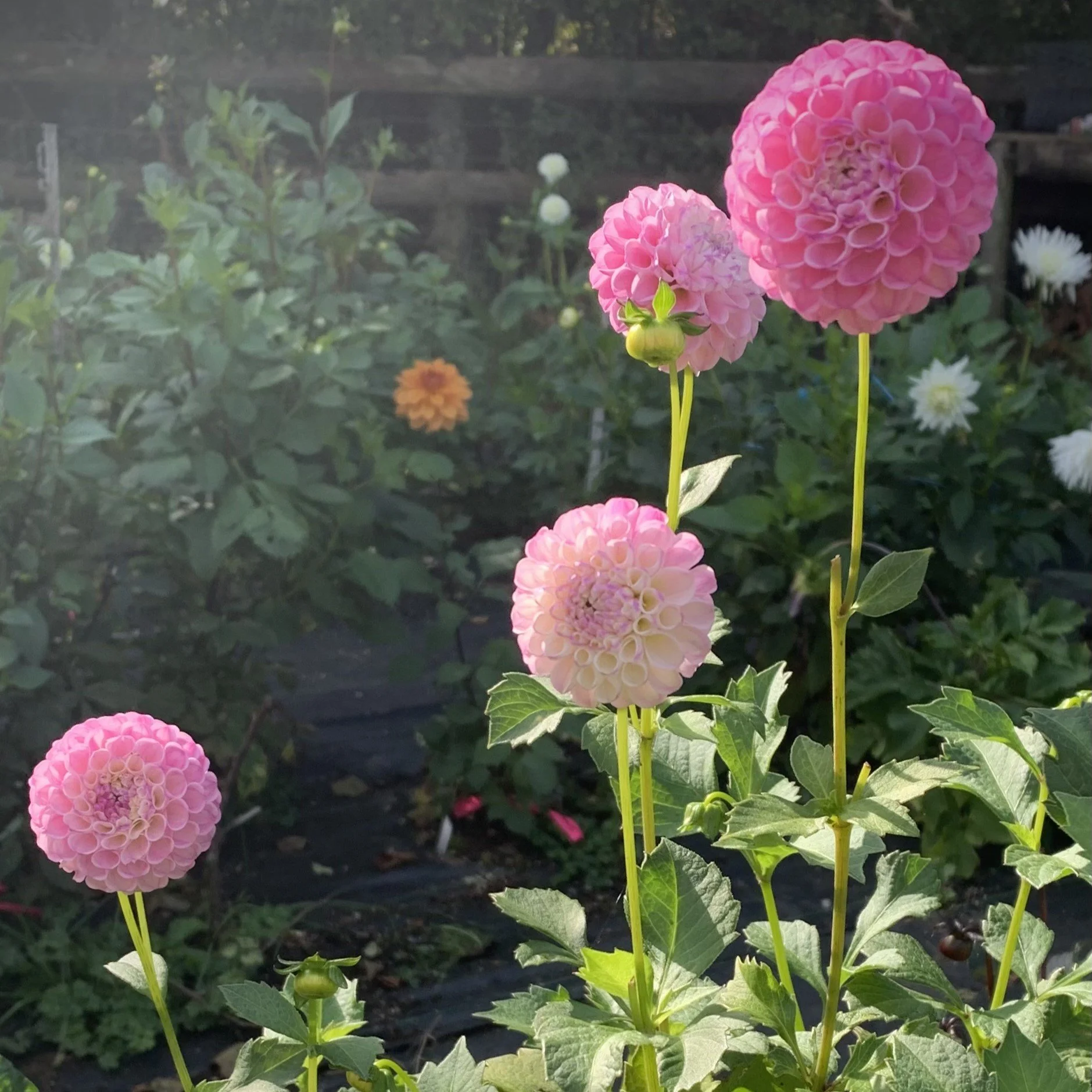 Moor_dahlias pink pompom in sun sqr.jpeg