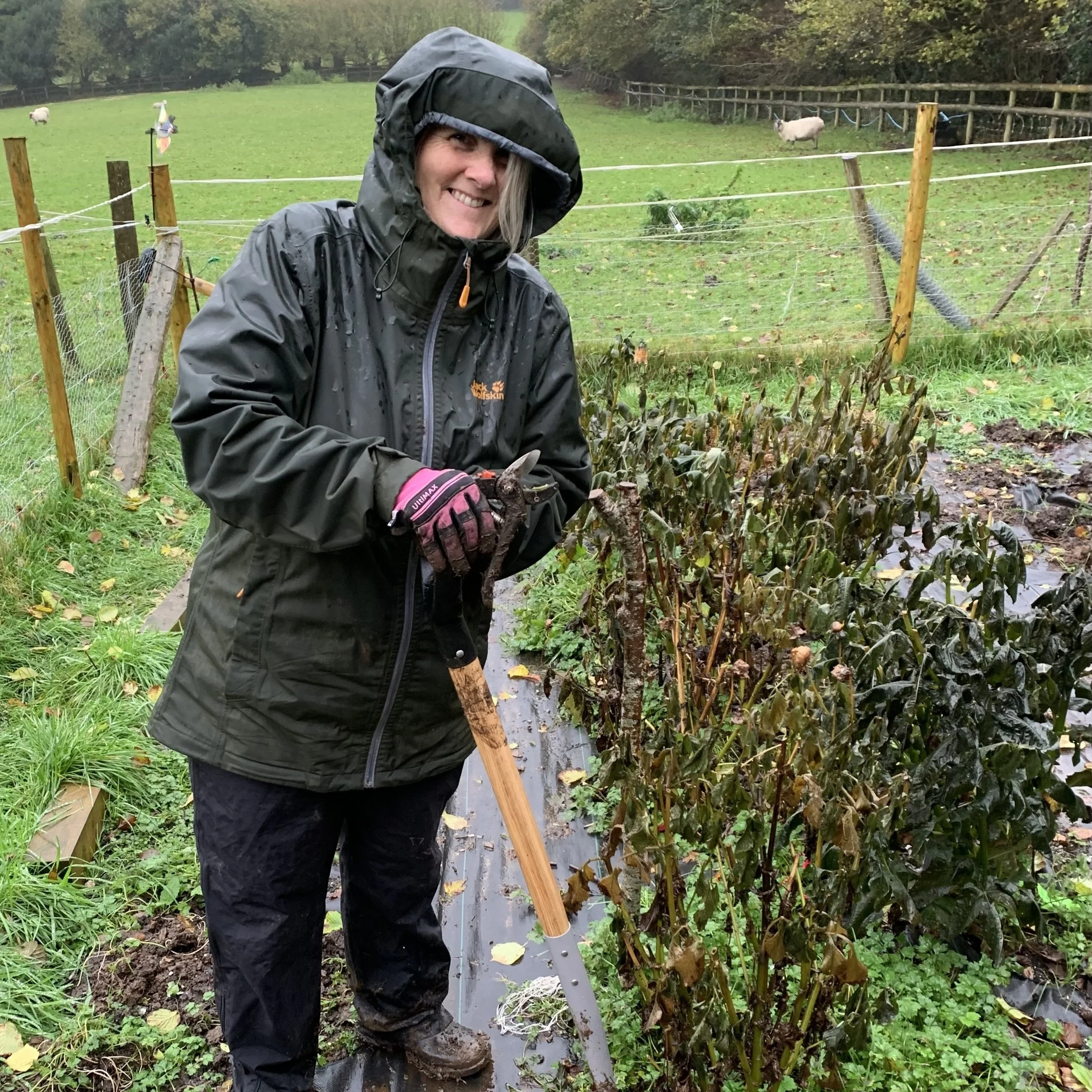 Moor_Dahlias Sarah in rain squ.jpeg