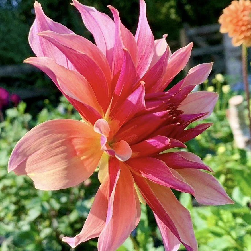 Moor_dahlias pink and yellow bloom in sun sqr.jpeg
