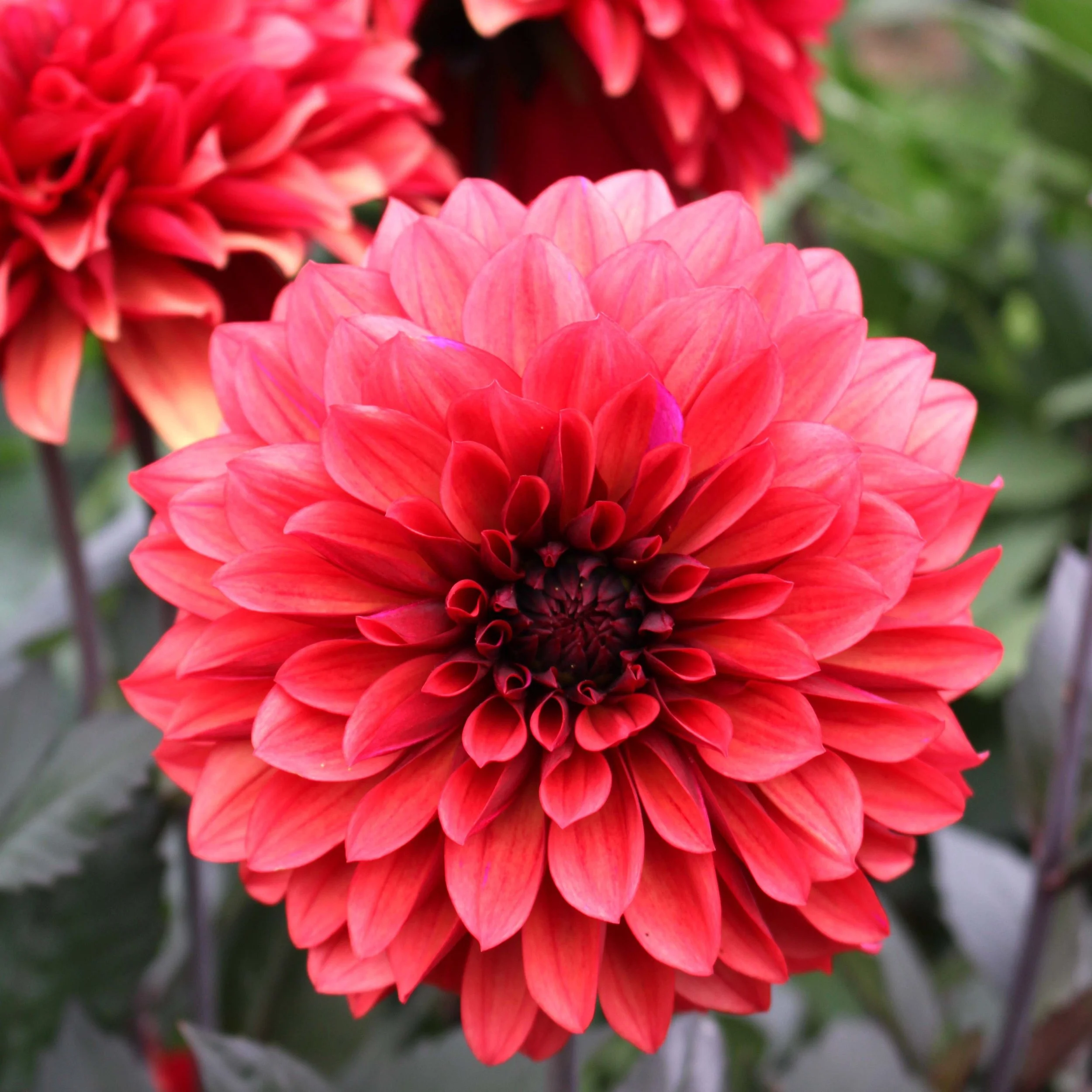 Moor_dahlias dark red orange squ res.JPG