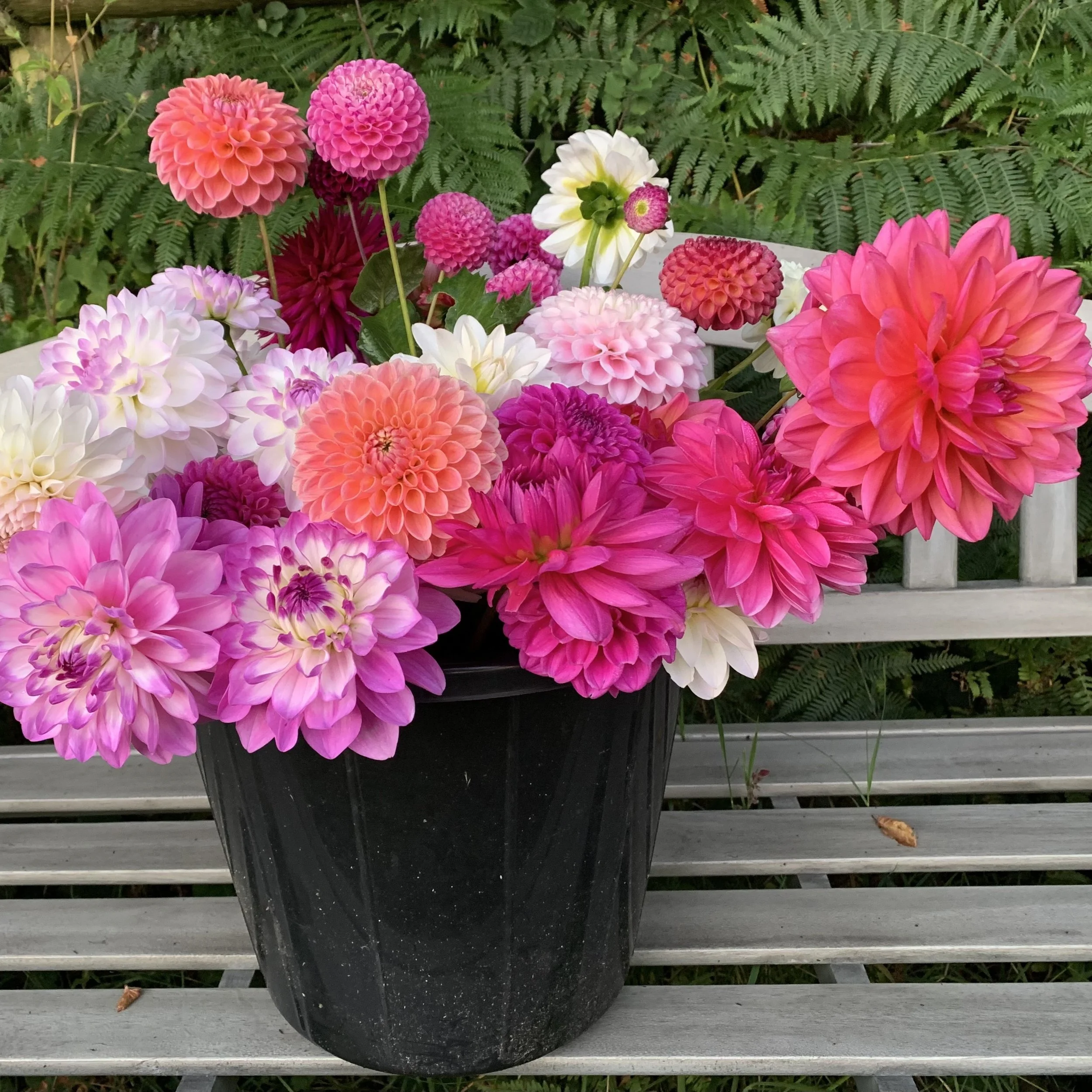 Moor_dahlias mixed bunch in bucket sqr.jpeg