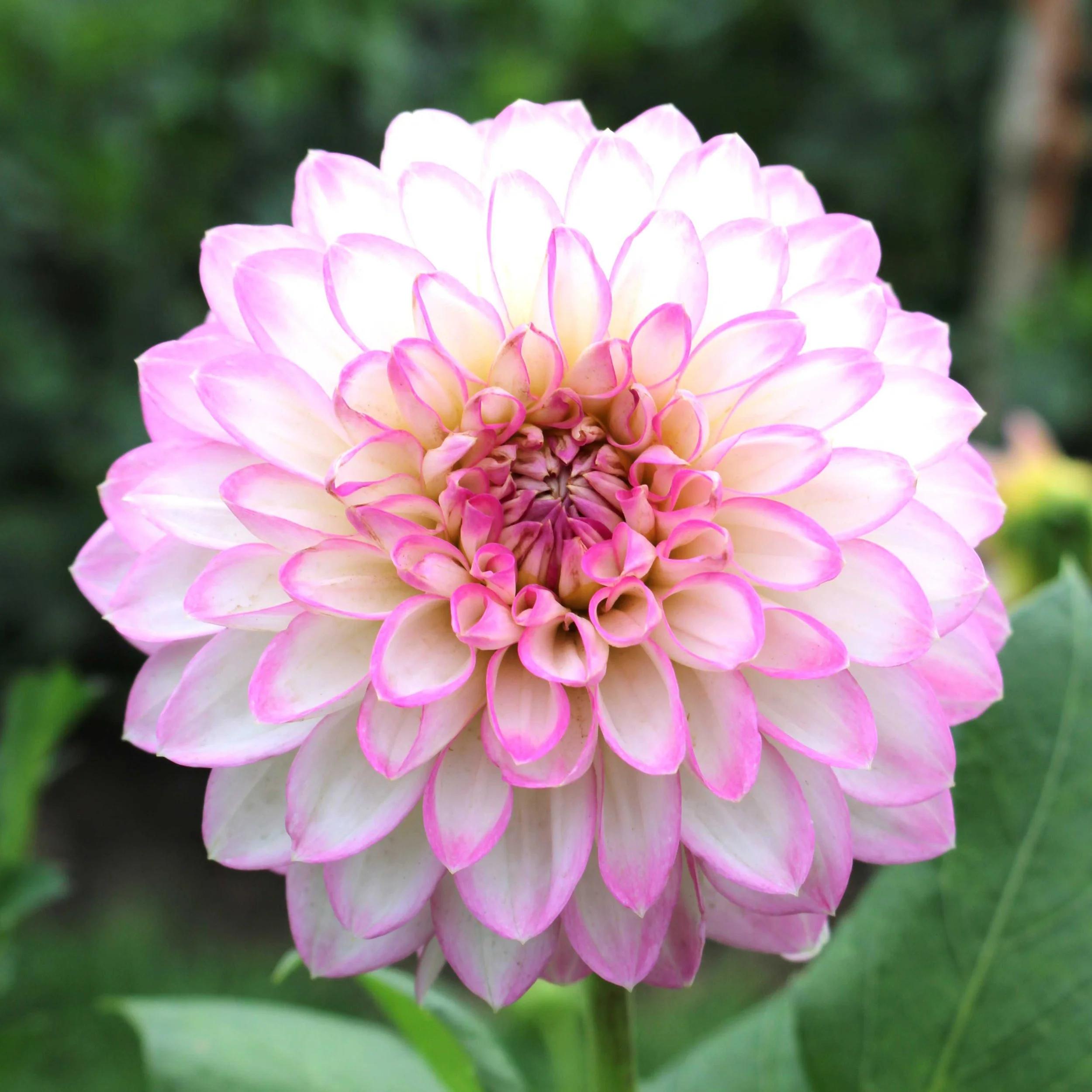 Moor_dahlias pink edged bloom res.JPG