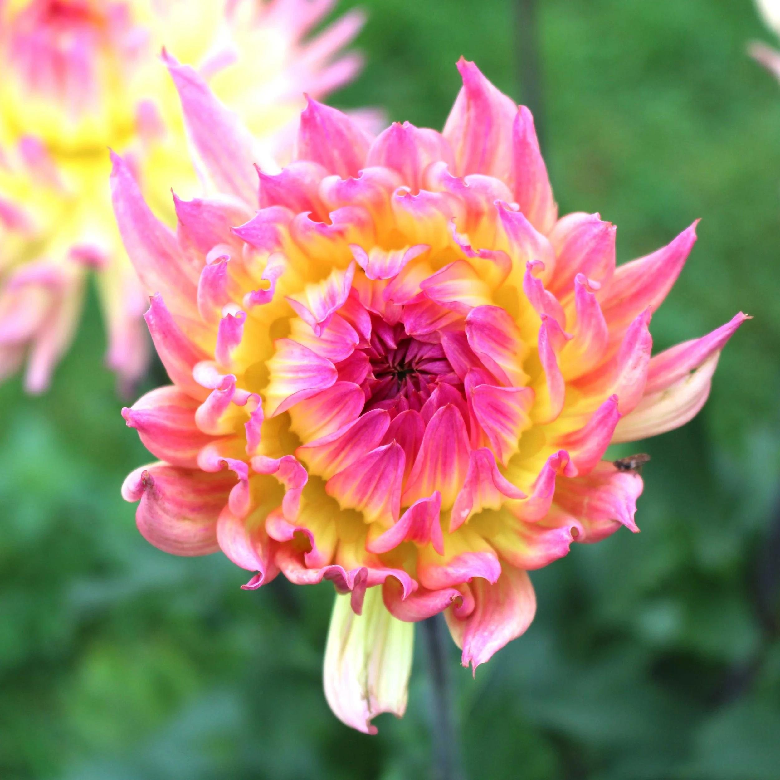 Moor_dahlias here comes the sun res.JPG