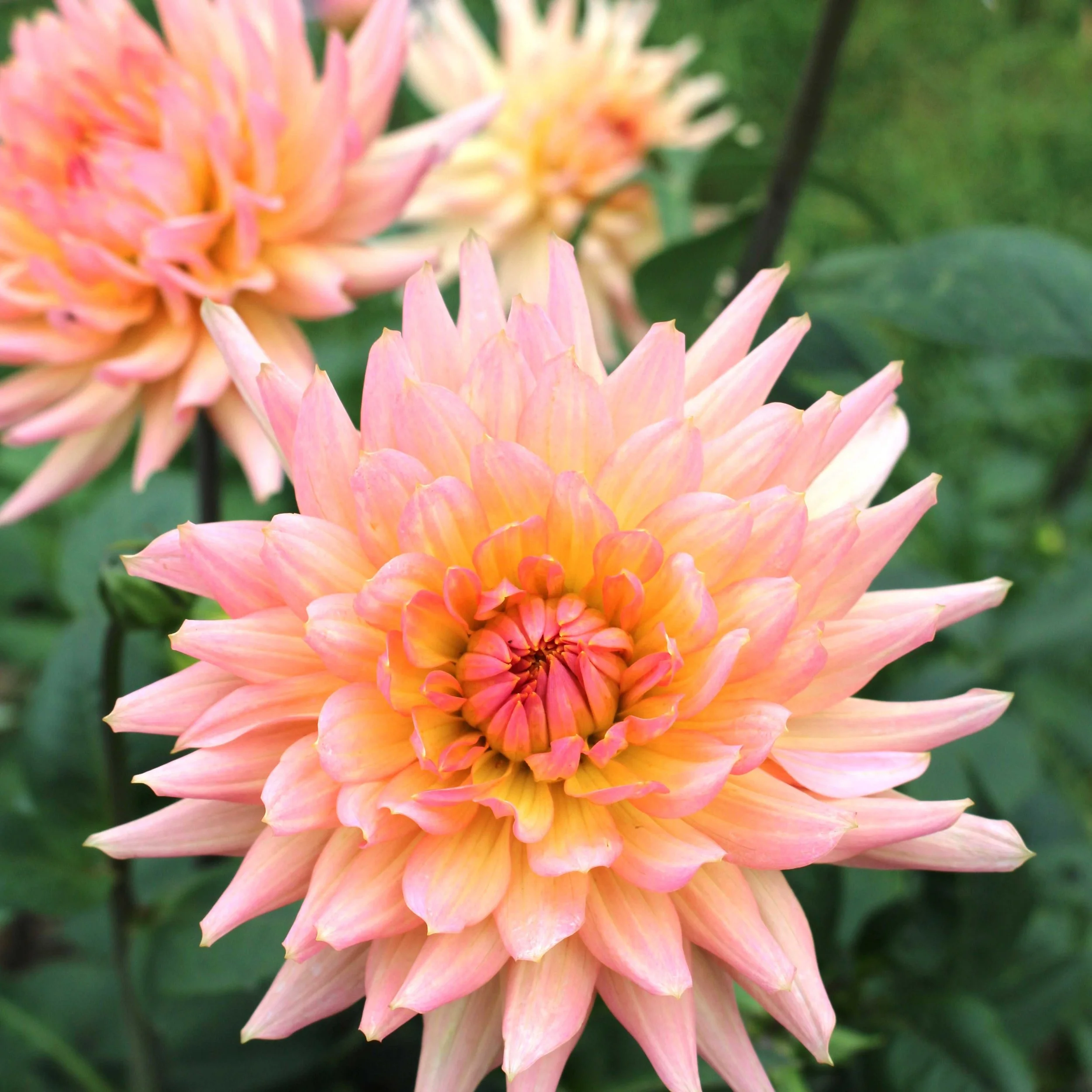 Moor_dahlias orange flouncy res.JPG