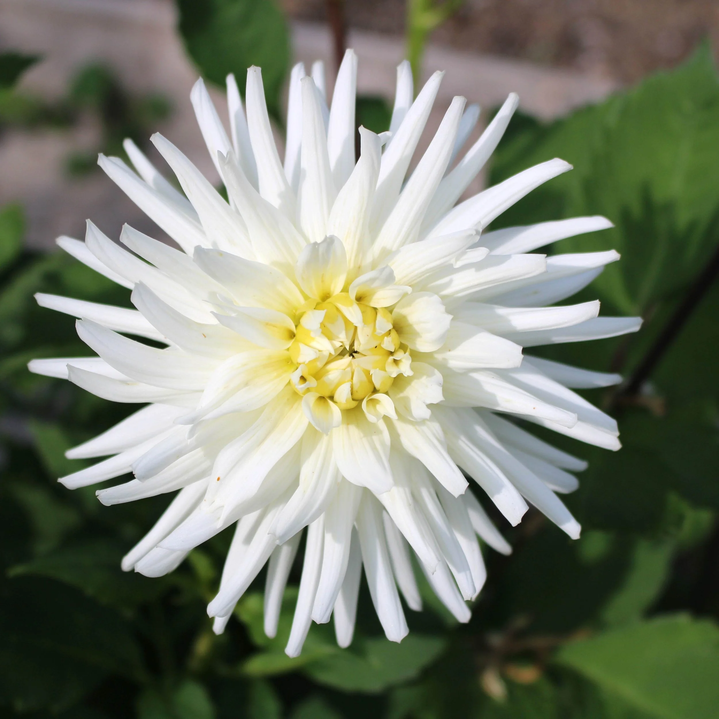 Moor_dahlias white star res.JPG