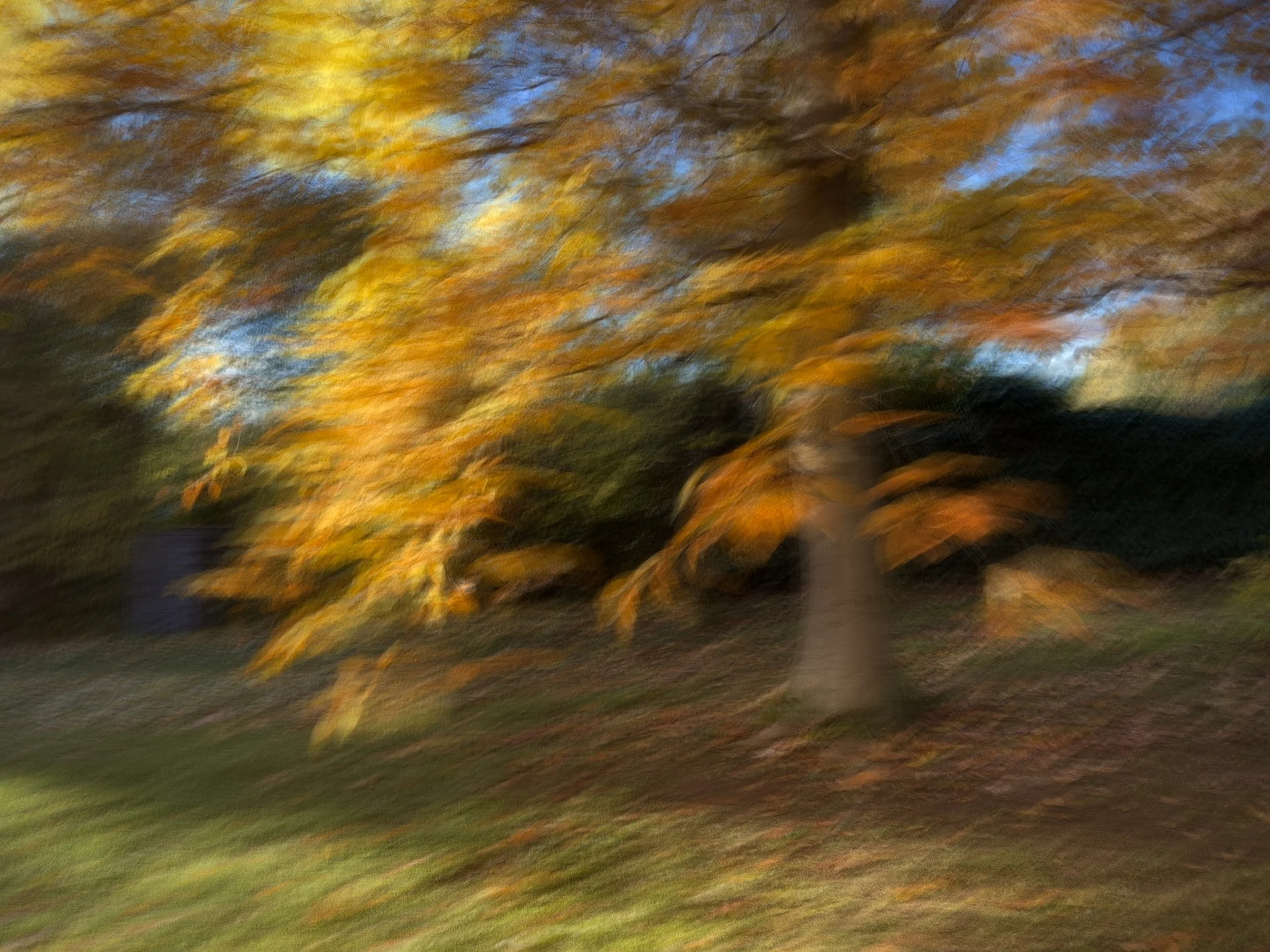 IMG_5550.jpeg