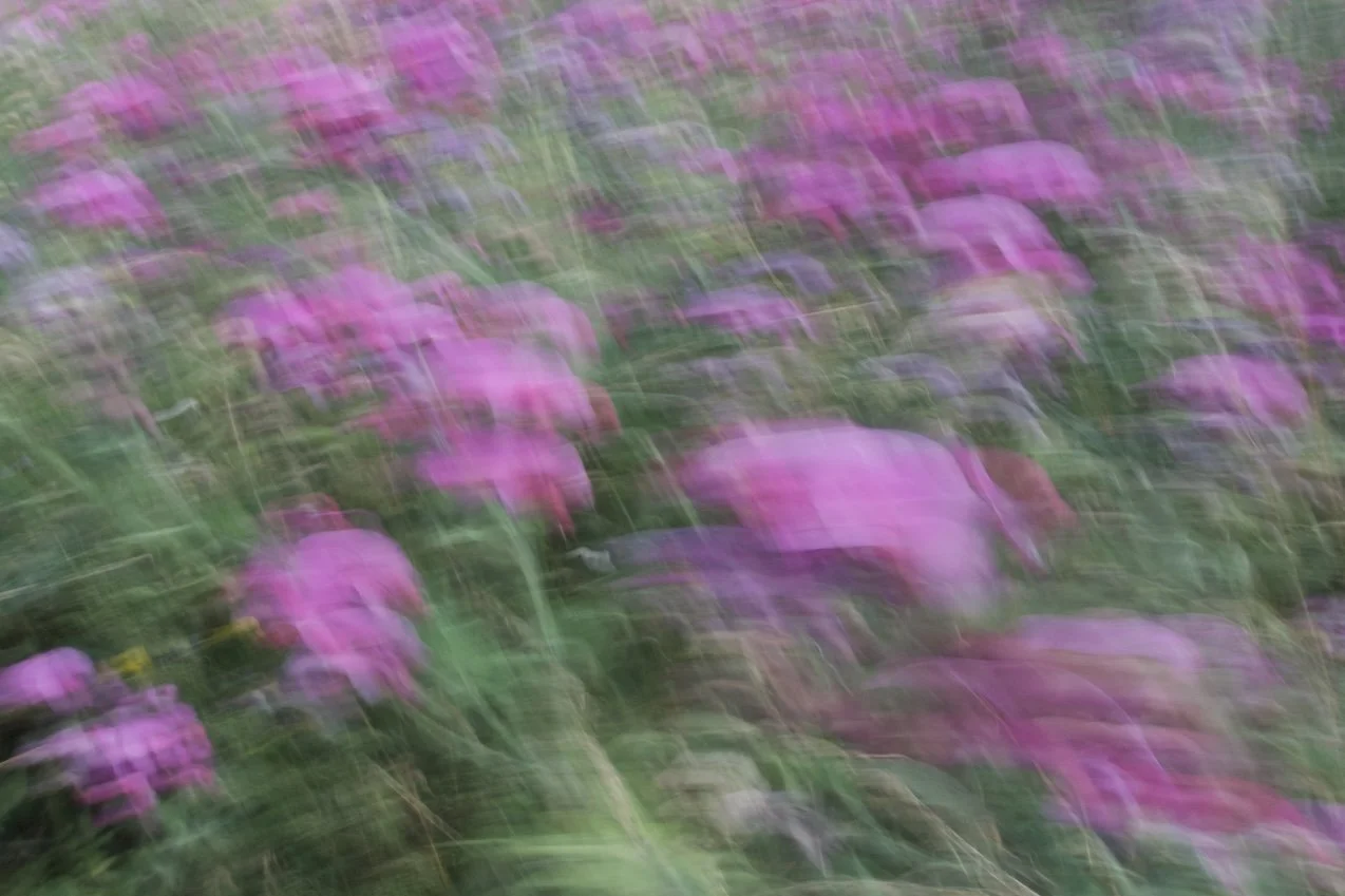 _DSC3879.jpeg