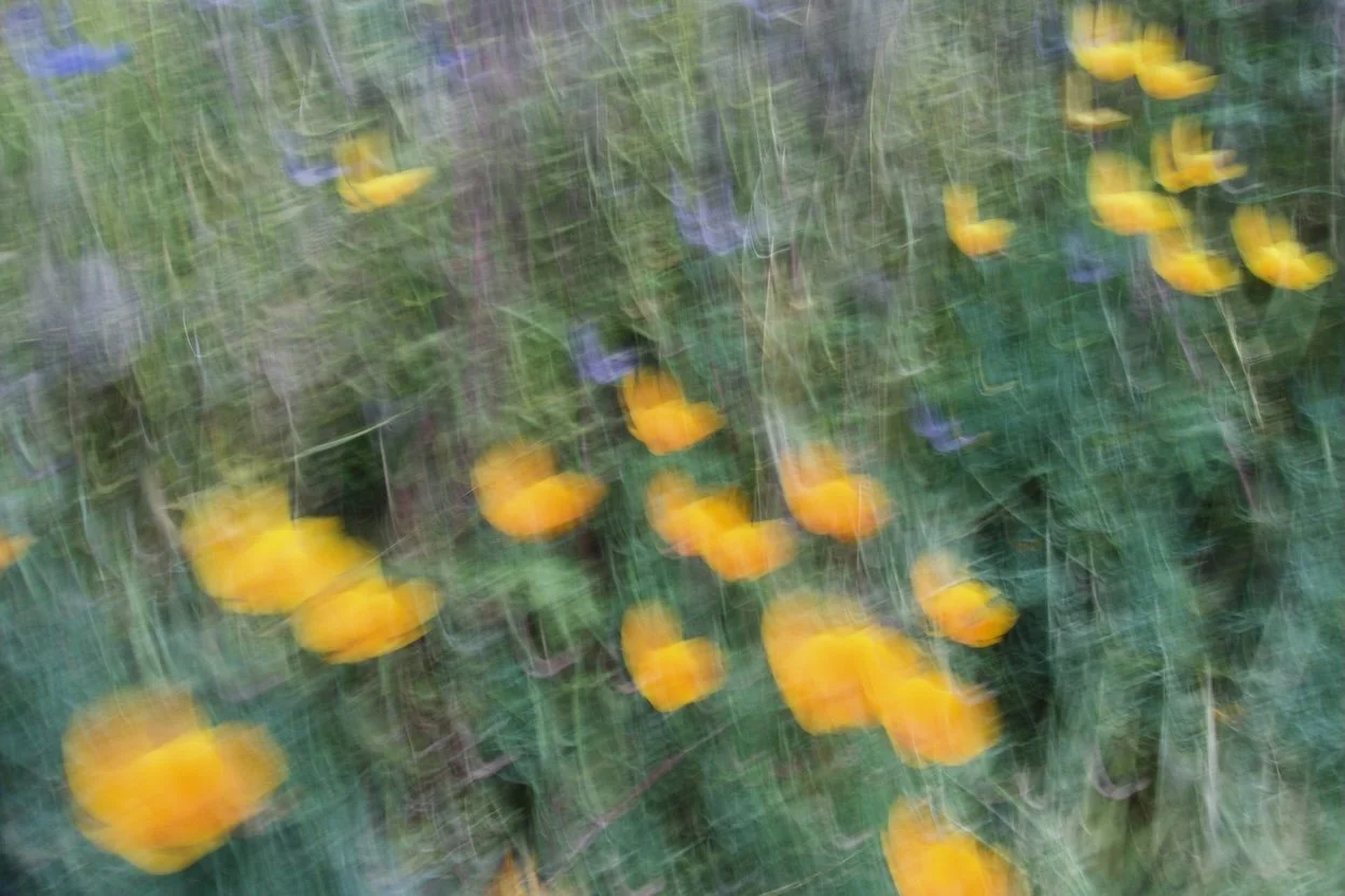 _DSC3851.jpeg