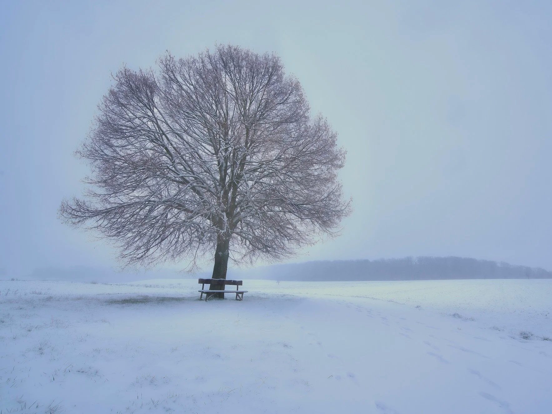 Ein einzelner, kahler Baum steht in einer verschneiten Landschaft, mit einer Bank unter dem Baum, im Hintergrund eine Nebel- und Wolkenbedeckung. Die Szene wirkt ruhig und winterlich.