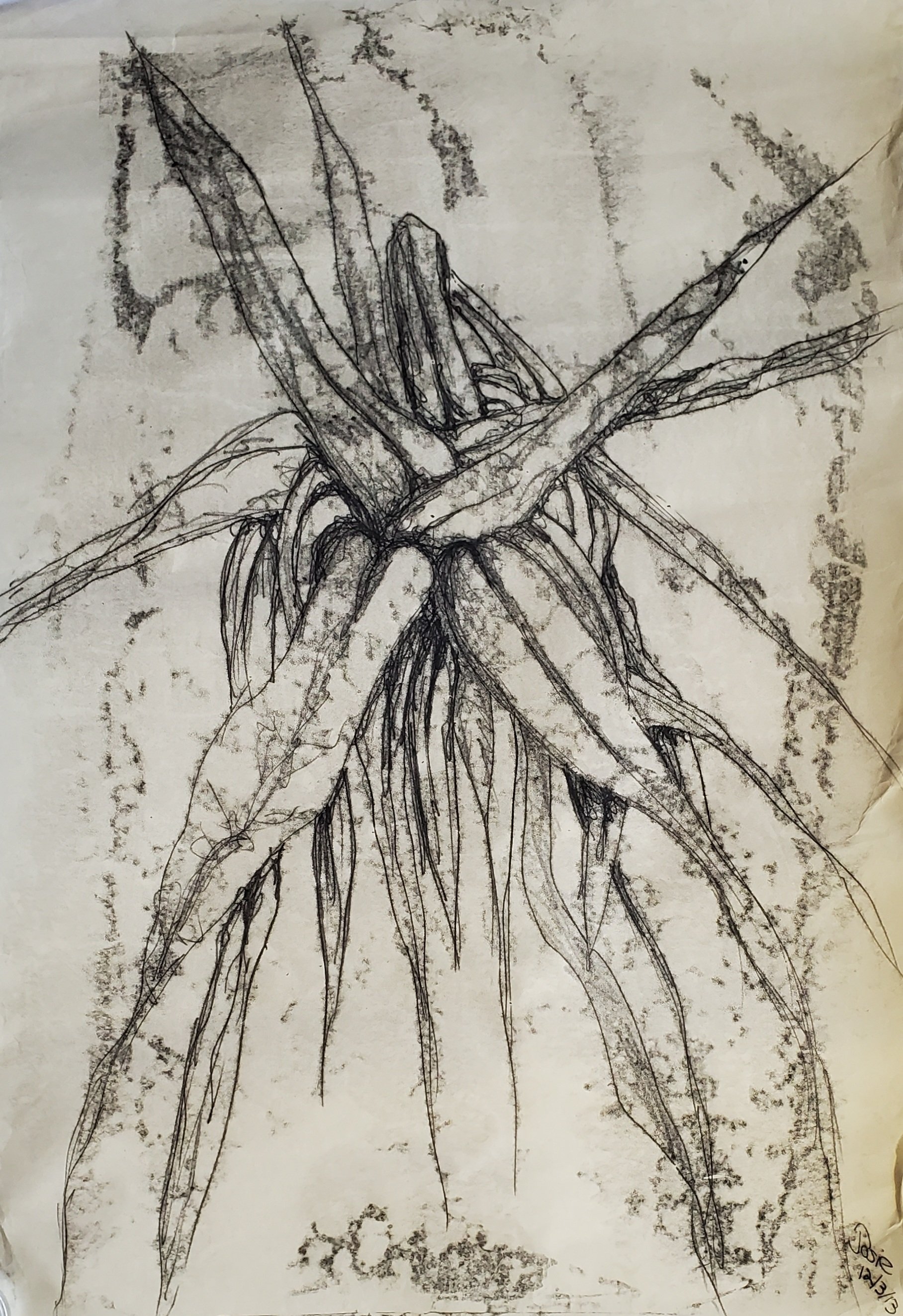 Spiderplant 7