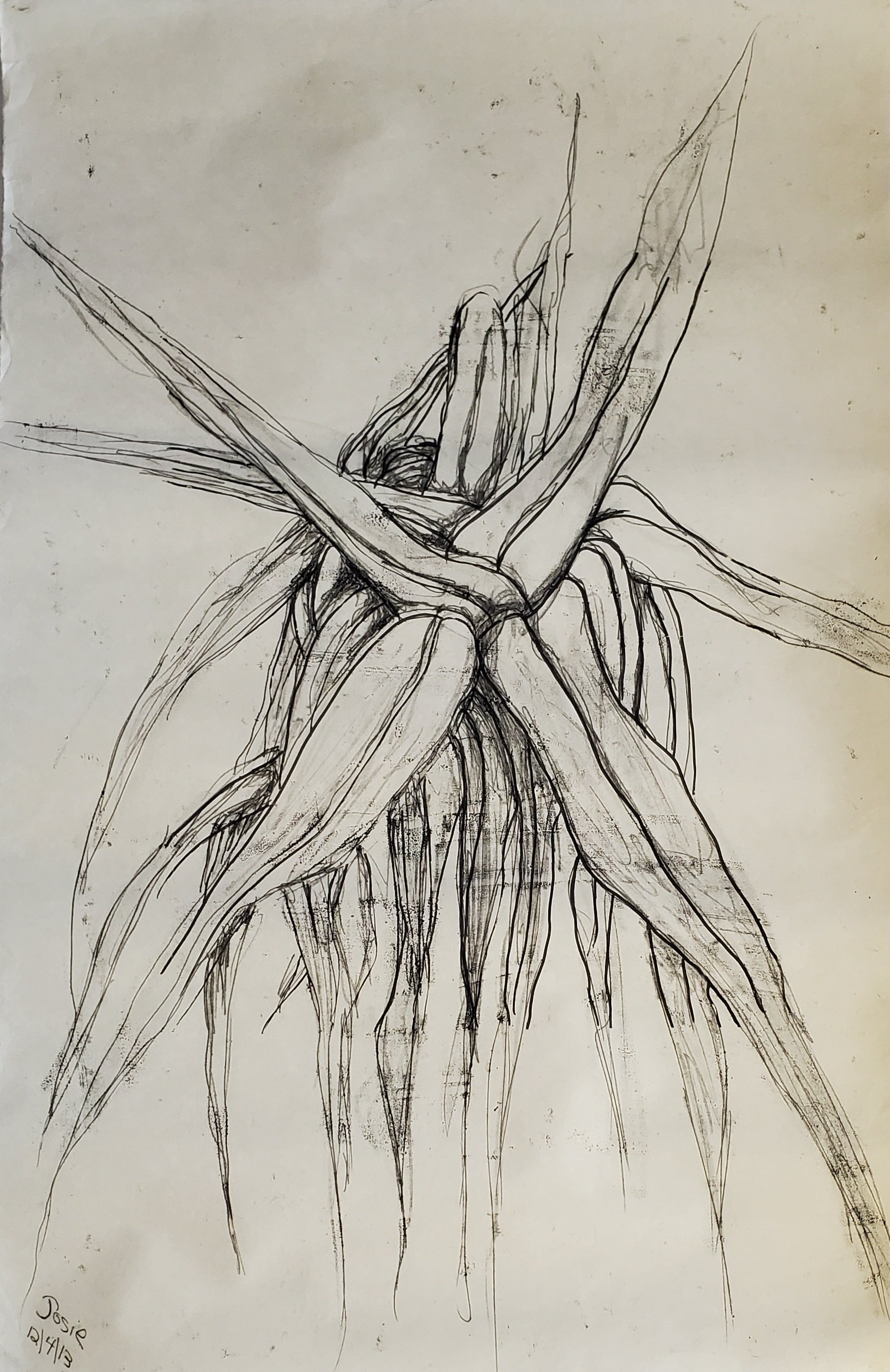 Spiderplant 8