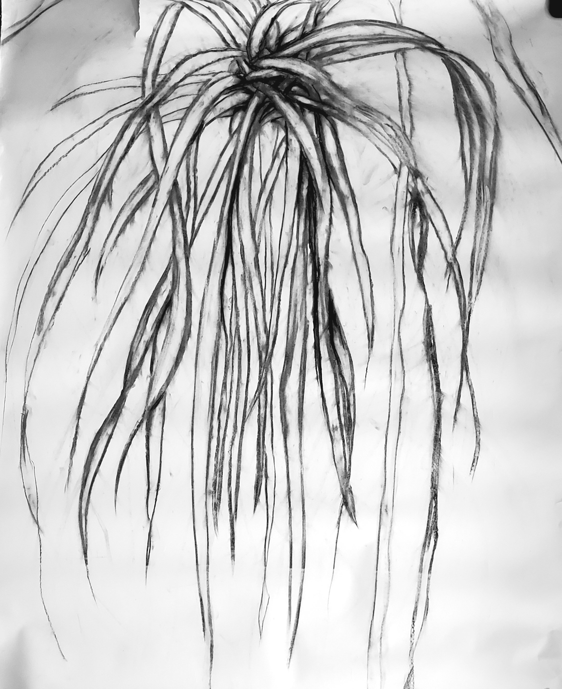 Charcoal no date 5in tear at top left 42x52.jpg