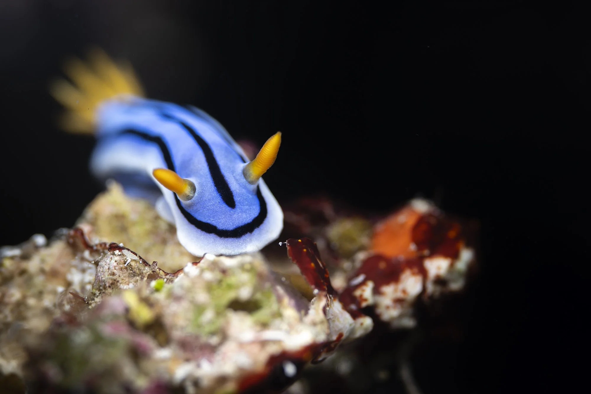 blu and black nudibranch with focused rhinophores isolated su blòack background - indonesia - bunaken marine park