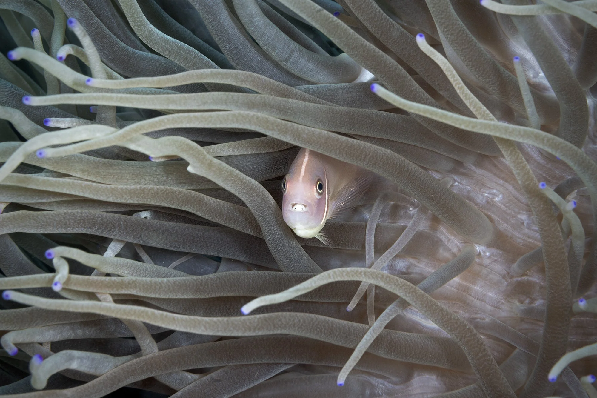 clownfish with parassite inside anemone - indonesia - bunaken marine park