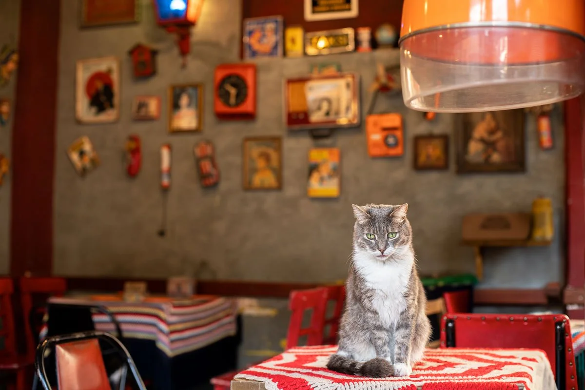 Istanbul- Balat gatto al caffè