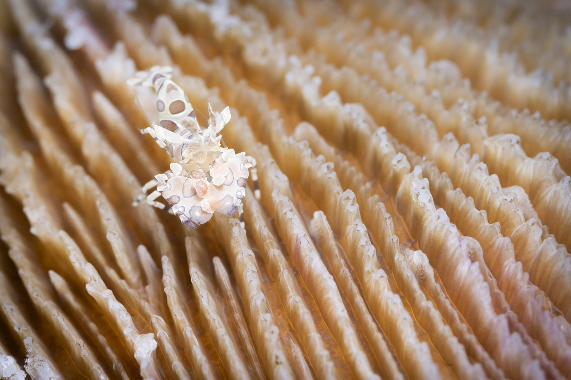 Juvenil harlequin shrimp on a hard coral with boken background - indonesia