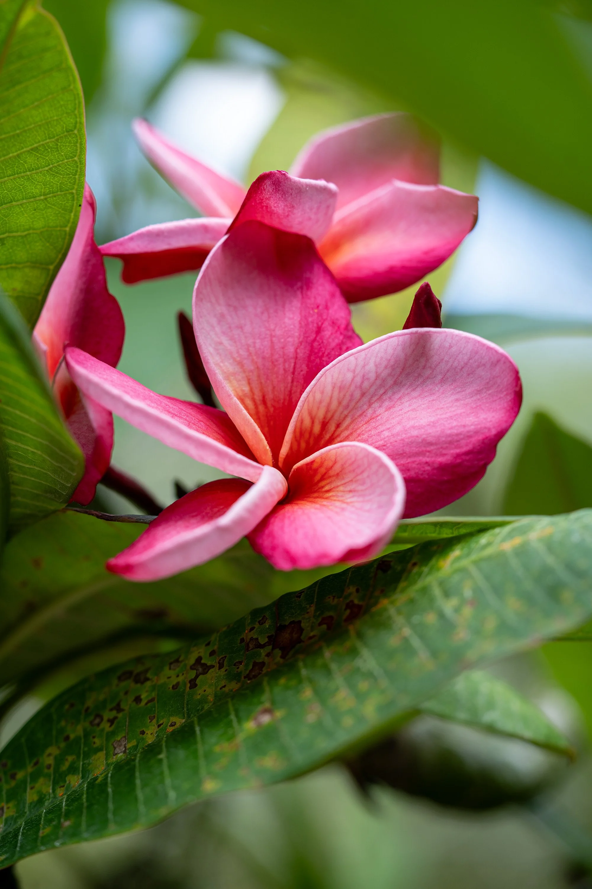 frangipane flower in pink variation - orchid garden - singapore