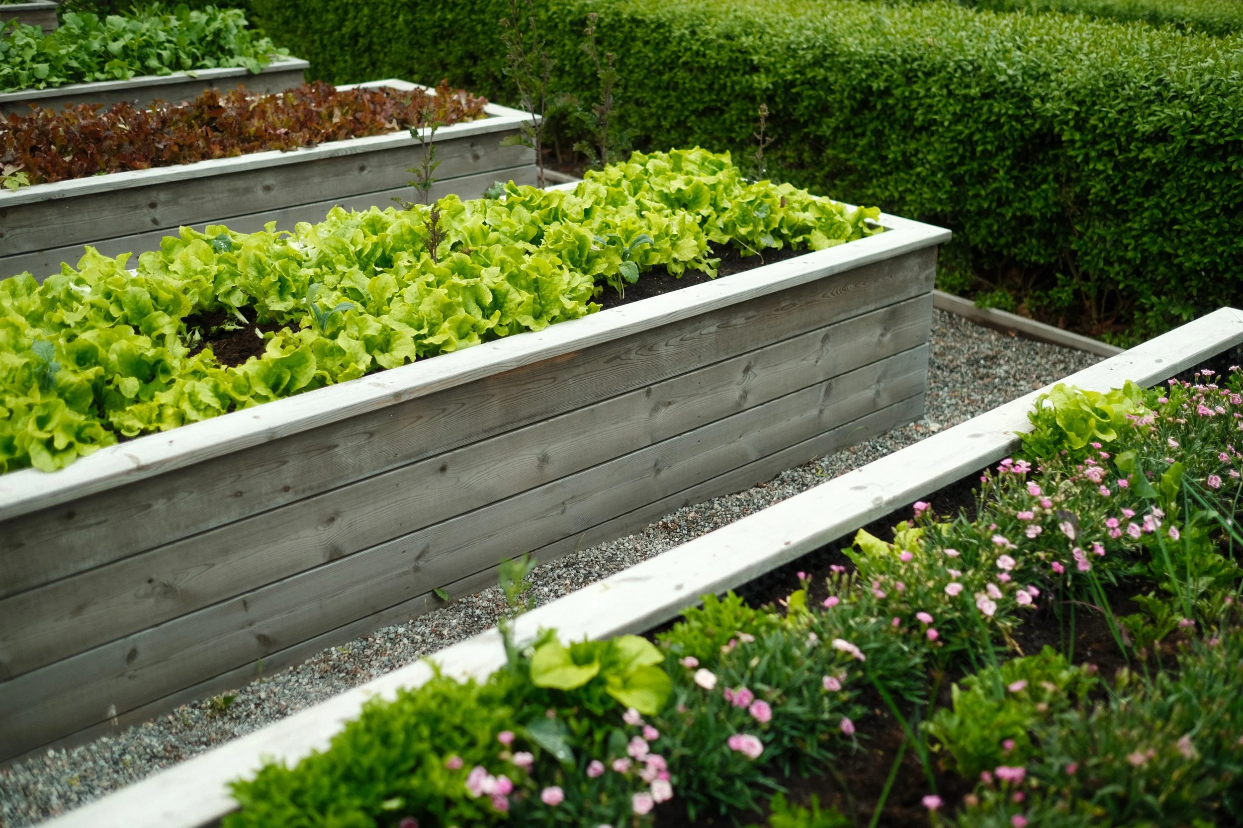 Raised garden beds with leafy green vegetables, pink flowers, and shrubs in a garden.