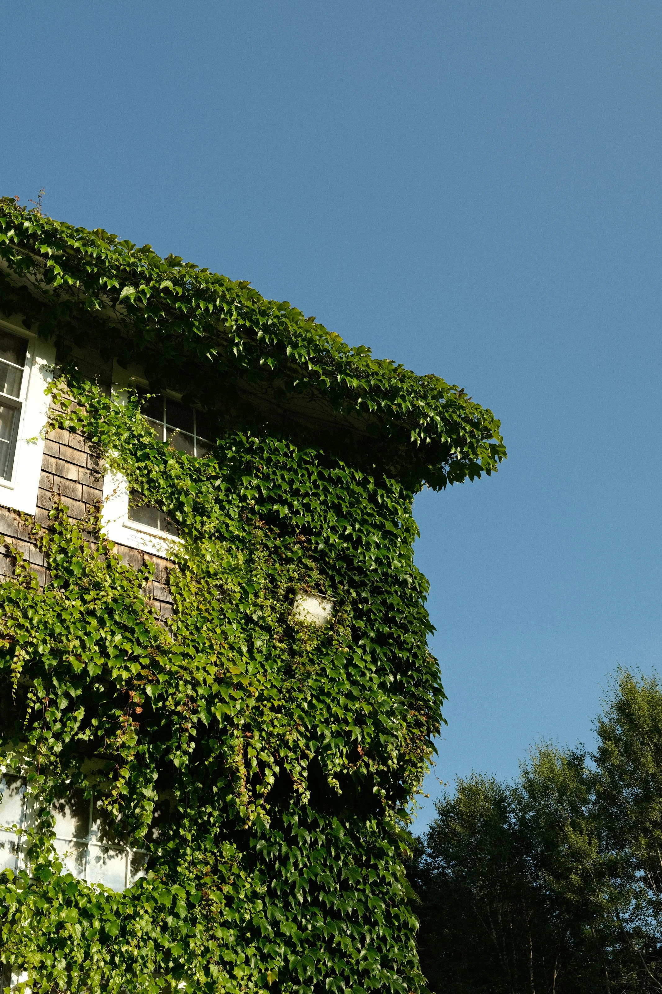 A building covered in green ivy with a clear blue sky in the background.