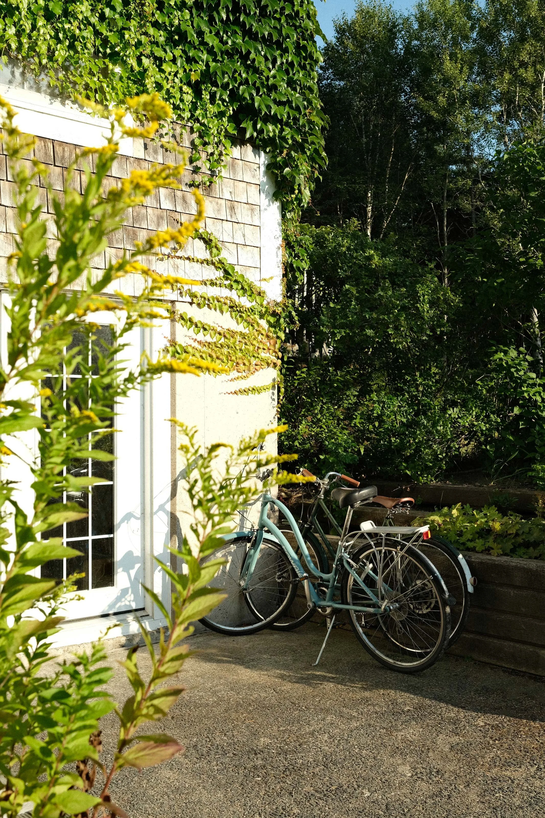 Two vintage bicycles parked outside a house with ivy-covered walls and lush greenery.