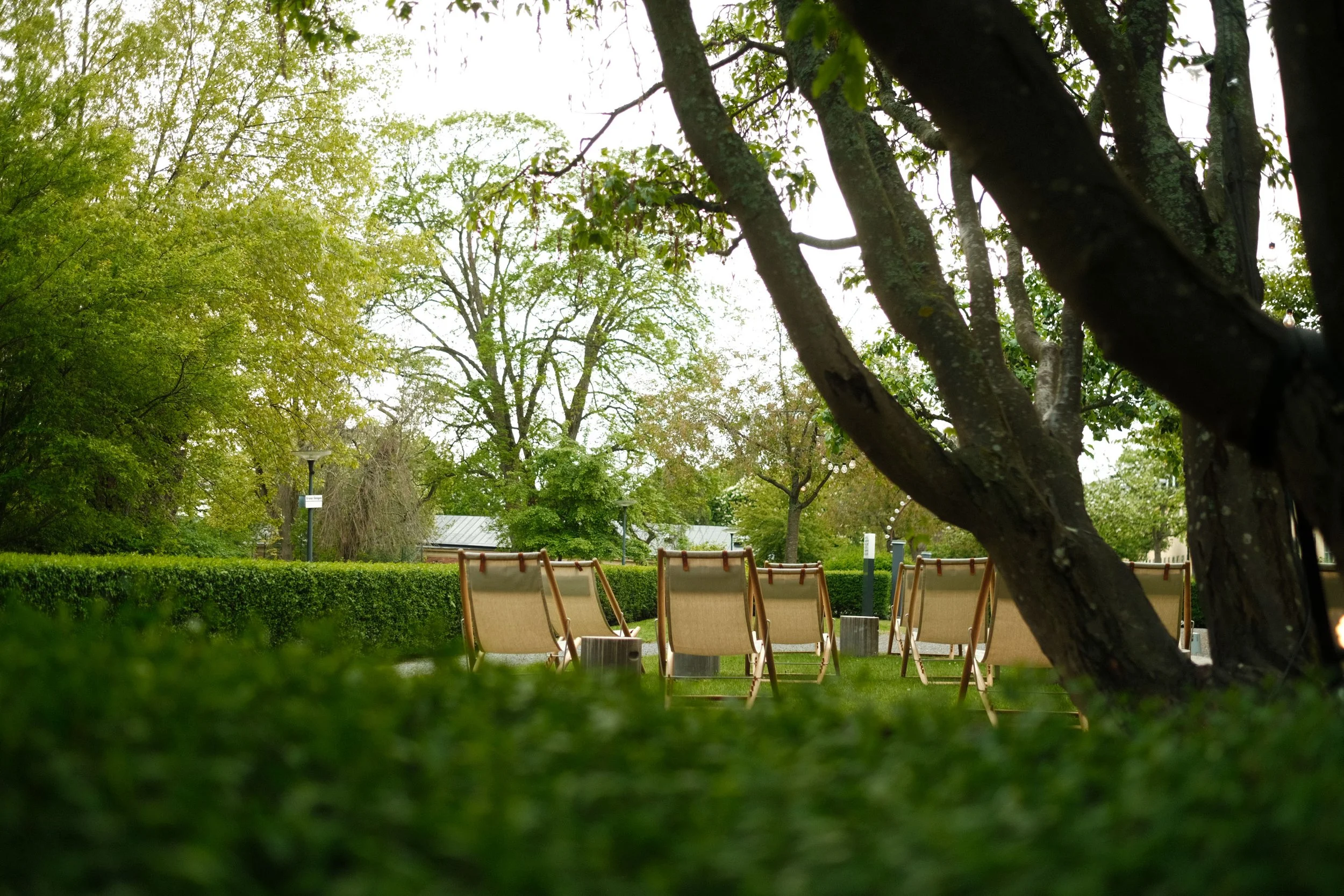 Several empty lounge chairs arranged in a semi-circle in a park with lush green trees and a hedge in the background.