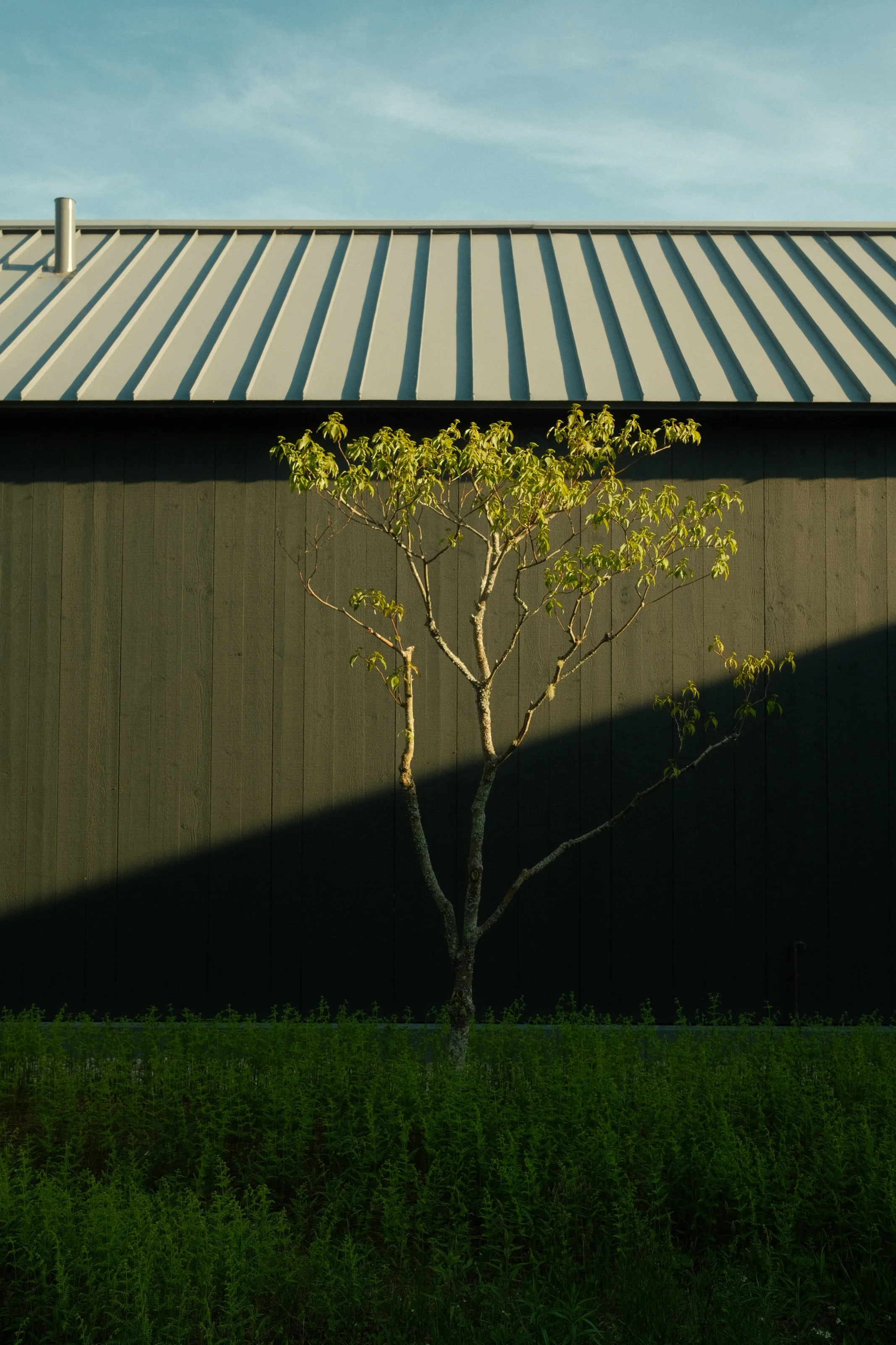 A small tree with green leaves in front of a dark wall. The background features a metal roof and a clear sky.