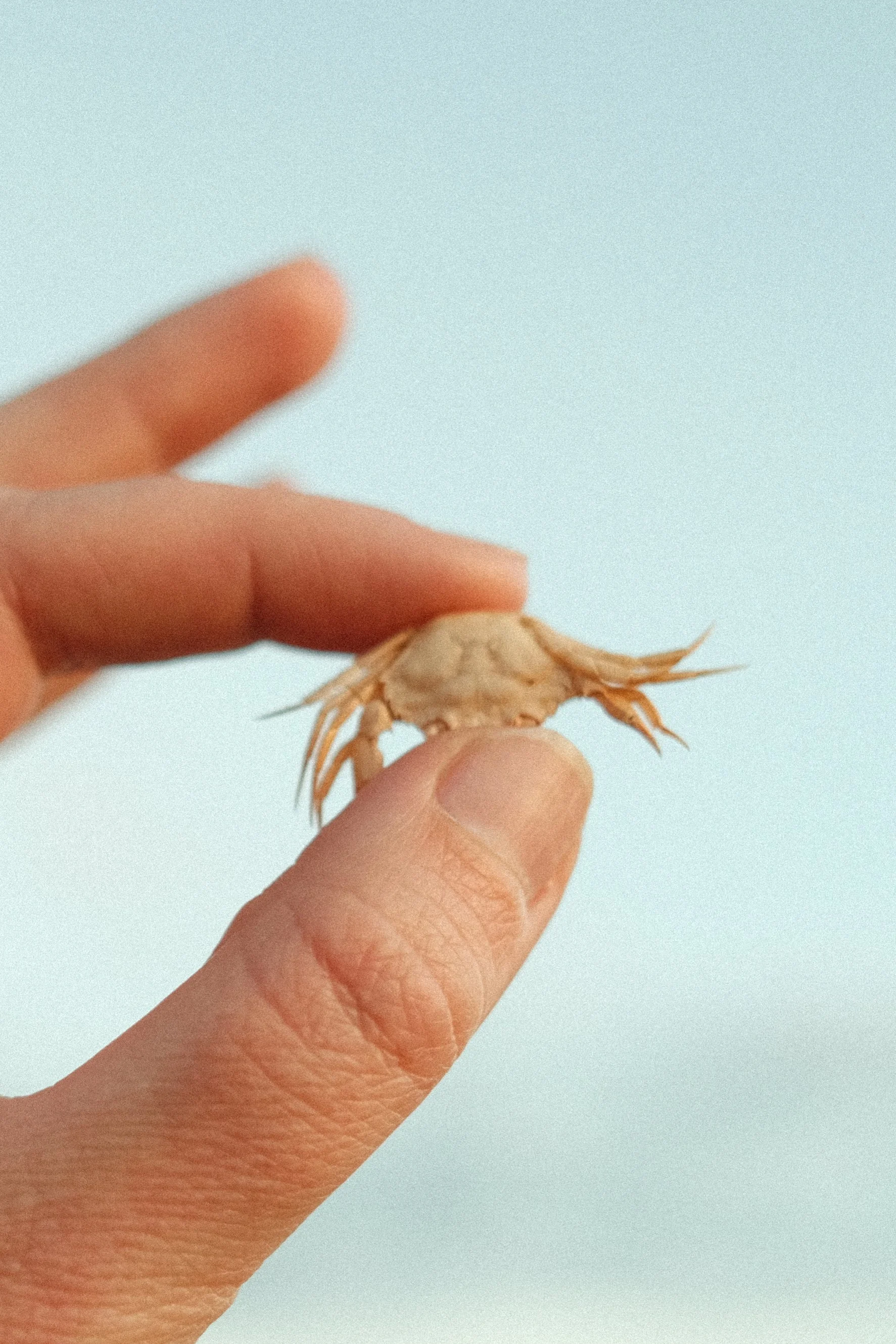 Close-up of a person's hand holding a small crab against a plain, light background.