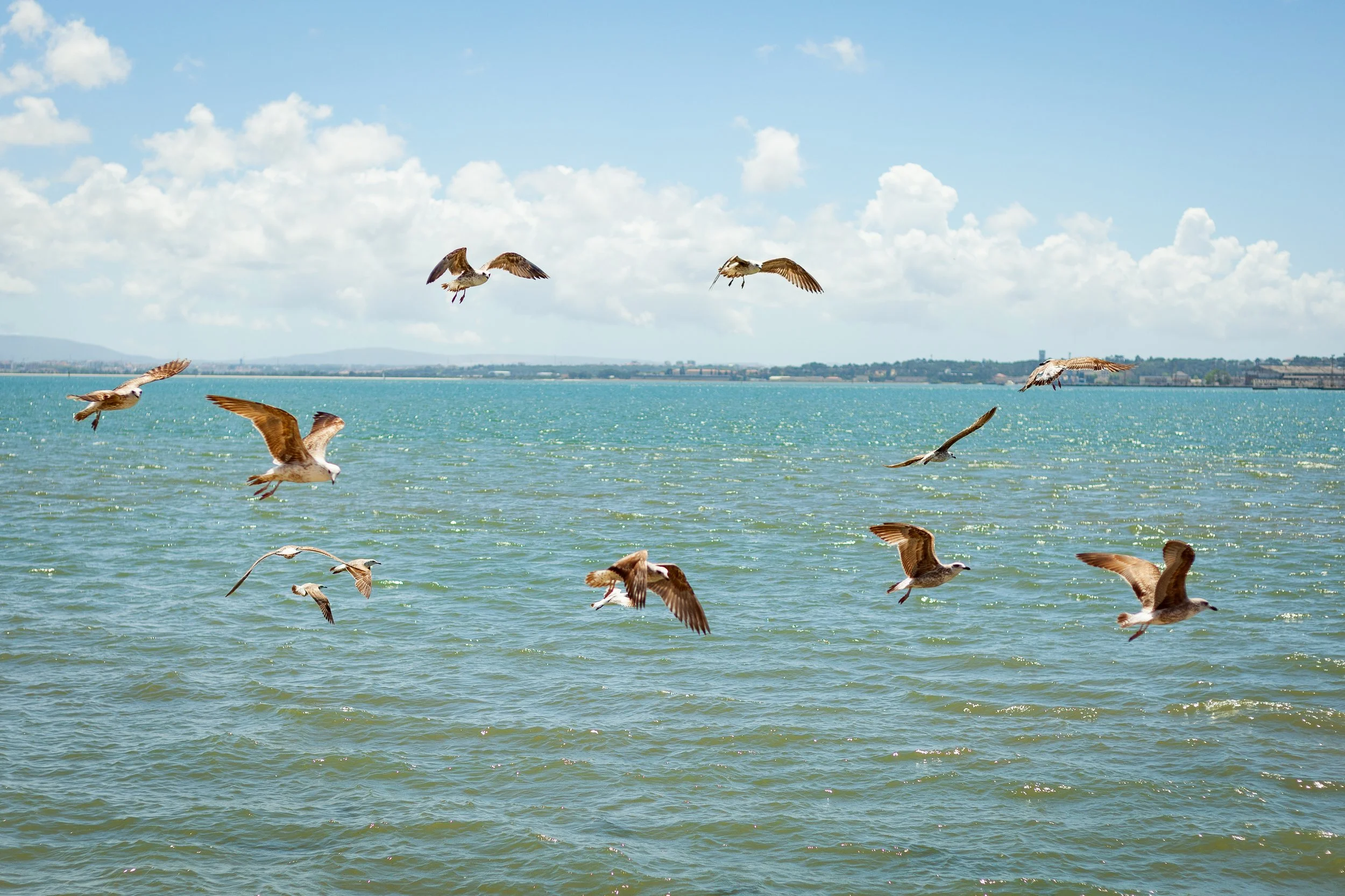 Seagulls flying over a greenish-blue body of water under a partly cloudy sky with distant land and cityscape.