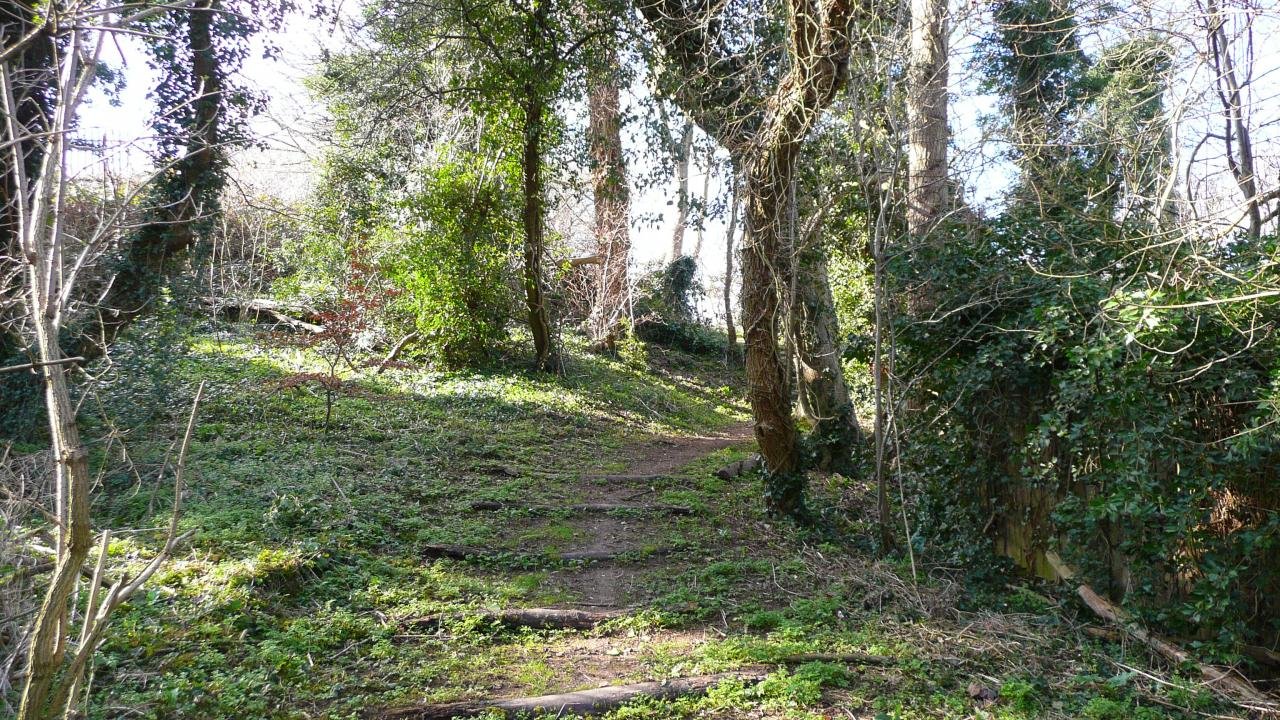 natural steps in a wood