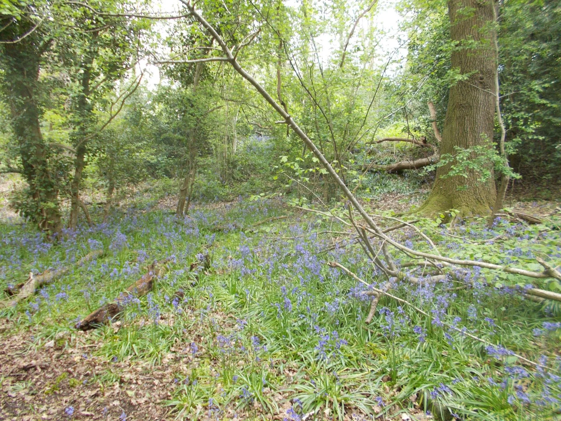A forest scene with tall trees, purple wildflowers covering the forest floor, and a fallen branch.
