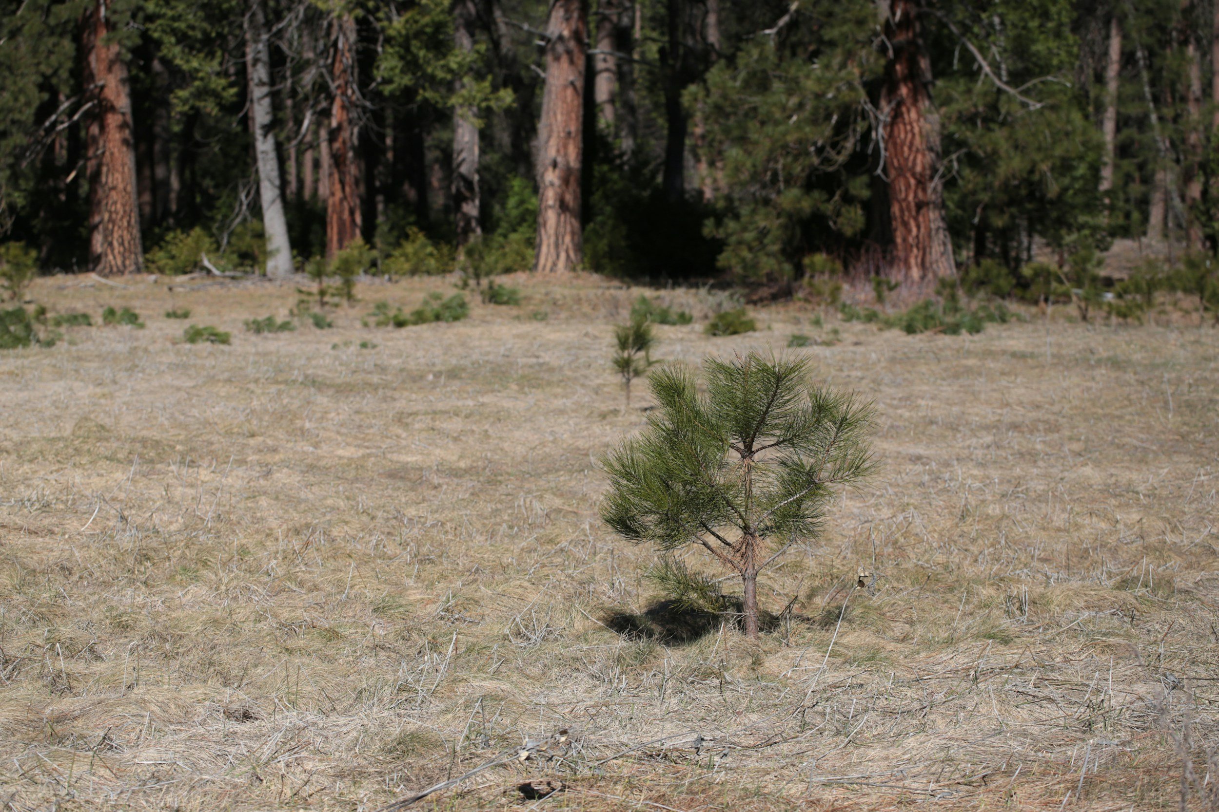 The Life of a Sapling
