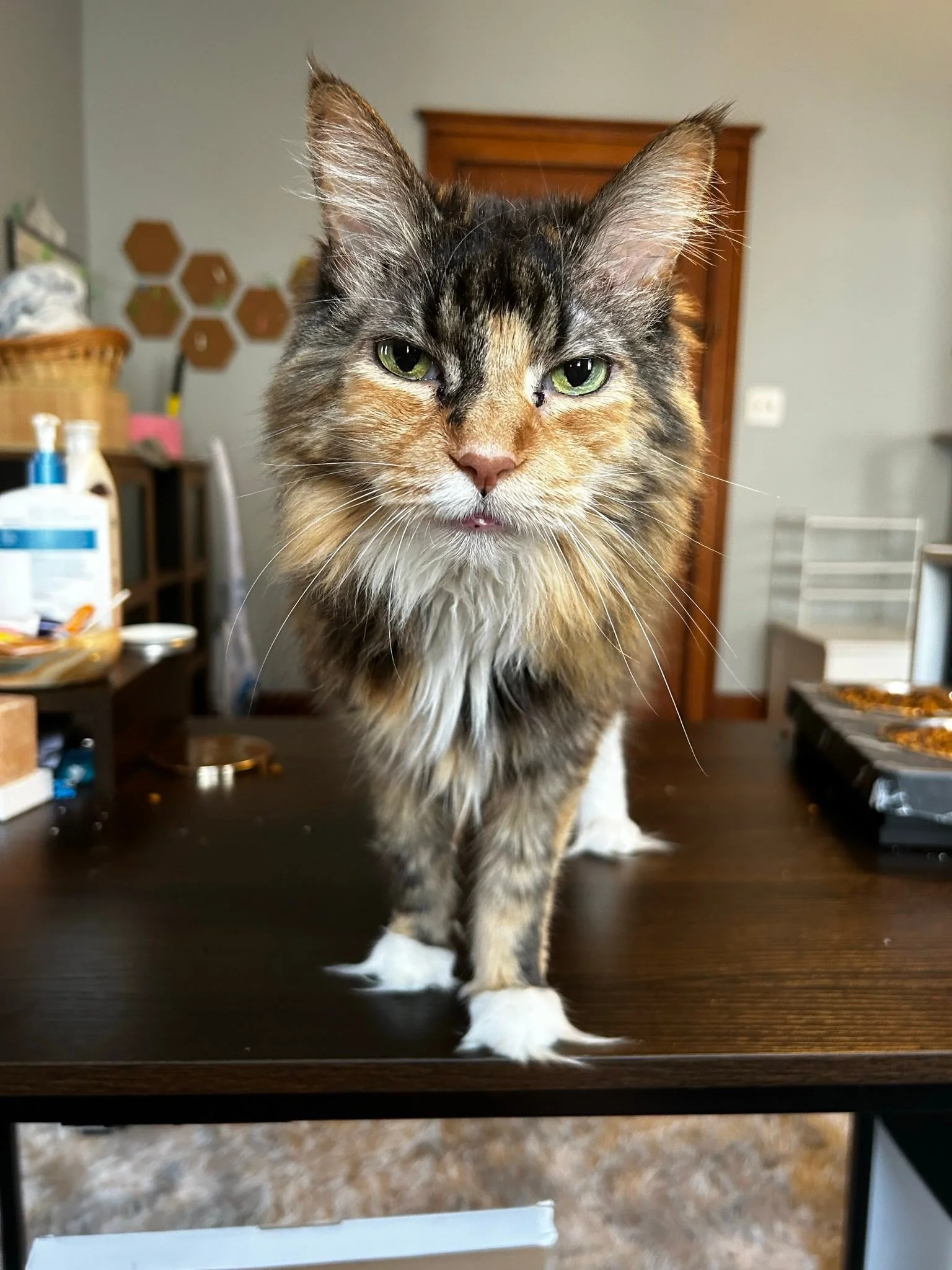 We had to say goodbye to the Trash Queen, our cat, Jill. My mom adopted her a little over 15 years ago and she&rsquo;s gone through every move and life change with me. Isn&rsquo;t that crazy? That&rsquo;s half my life I got to share space with this l