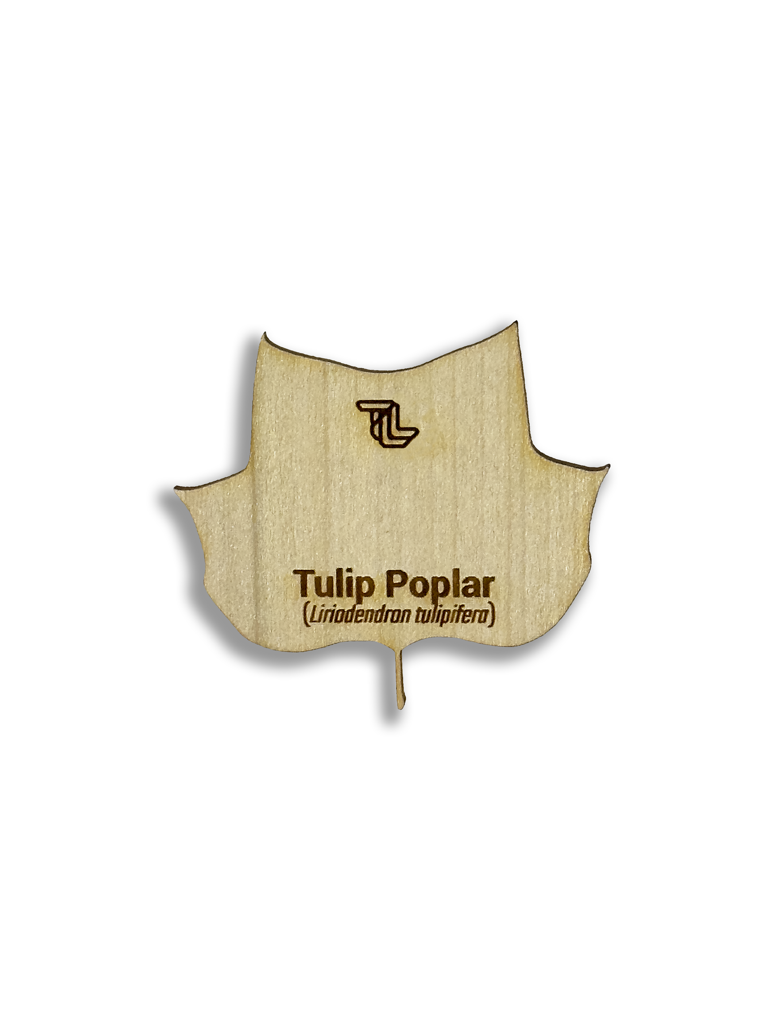 Tulip Poplar Blank.png