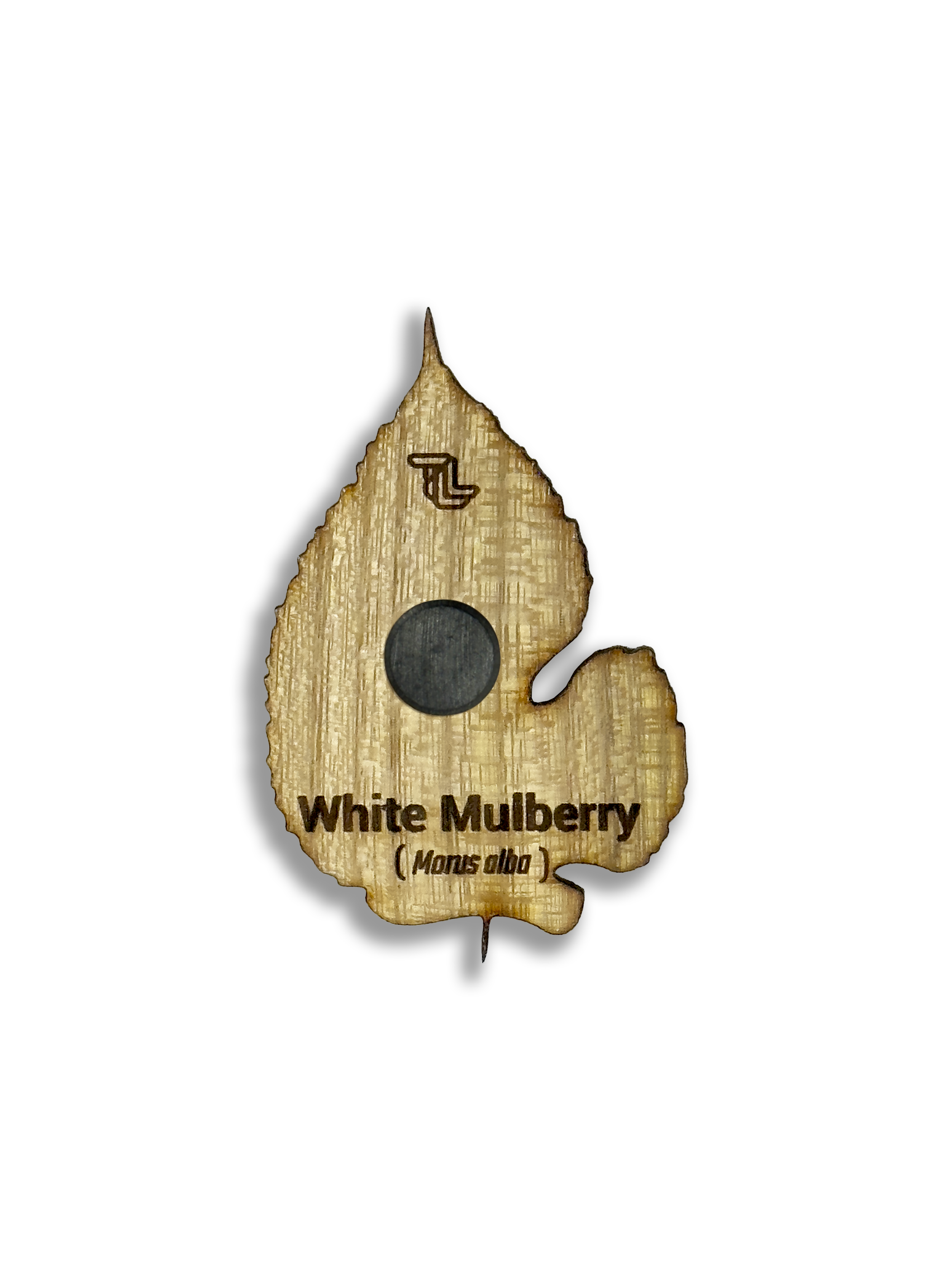White Mulberry Magnet.png