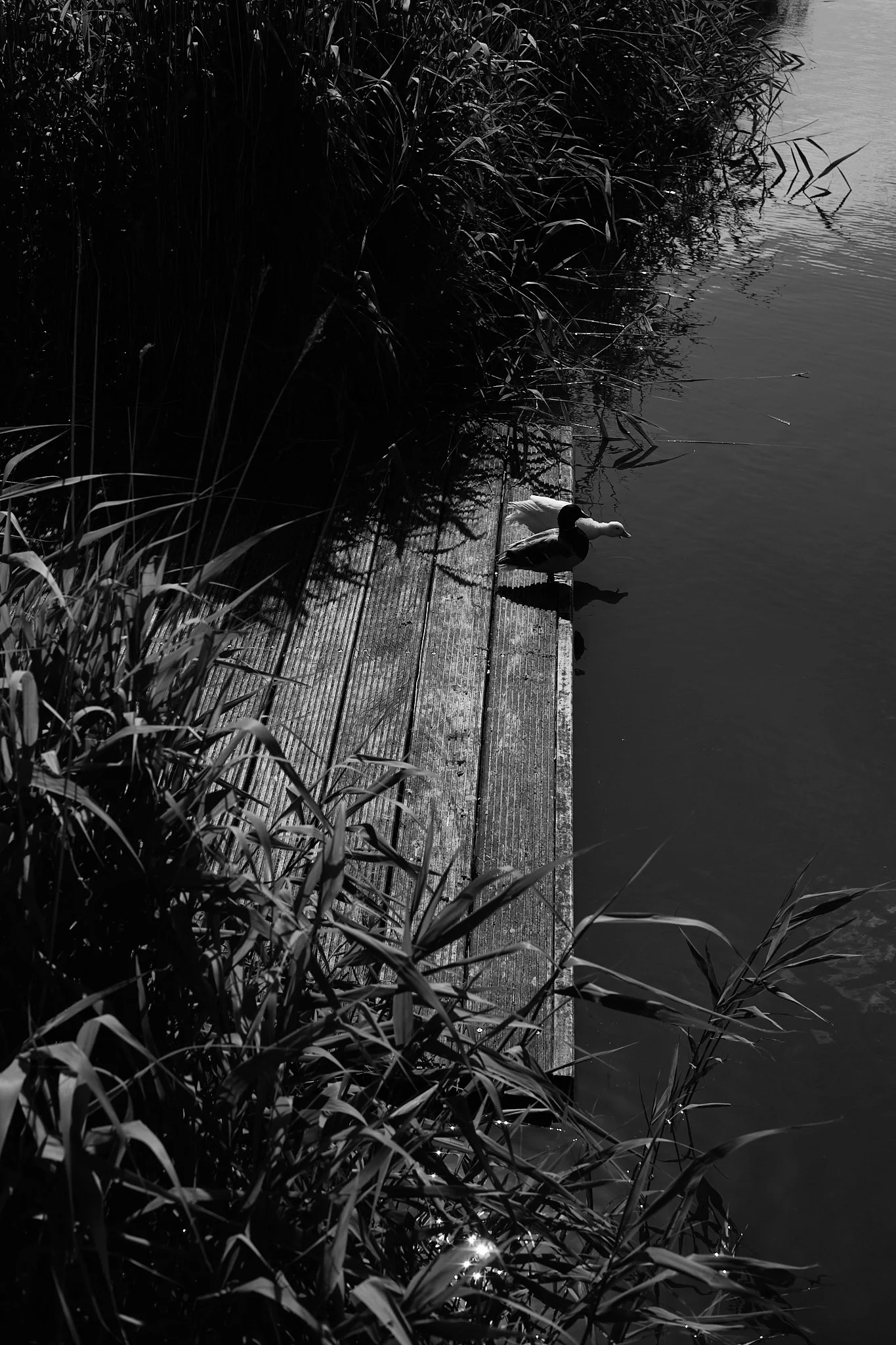 HouselessNotHomeless-TessaWiegerinck-DSCF0892-web.jpg