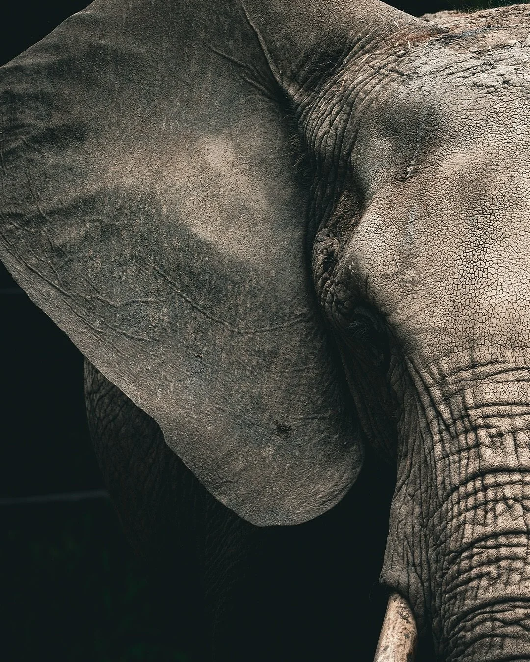 Portrait Day at the Cleveland Metroparks Zoo 📸

@sonyalpha A7iii

#zoo #clevelandmetroparks #sonyalpha #denverphotographer #clevelandmetroparkszoo #zoophotography #clevelandgram