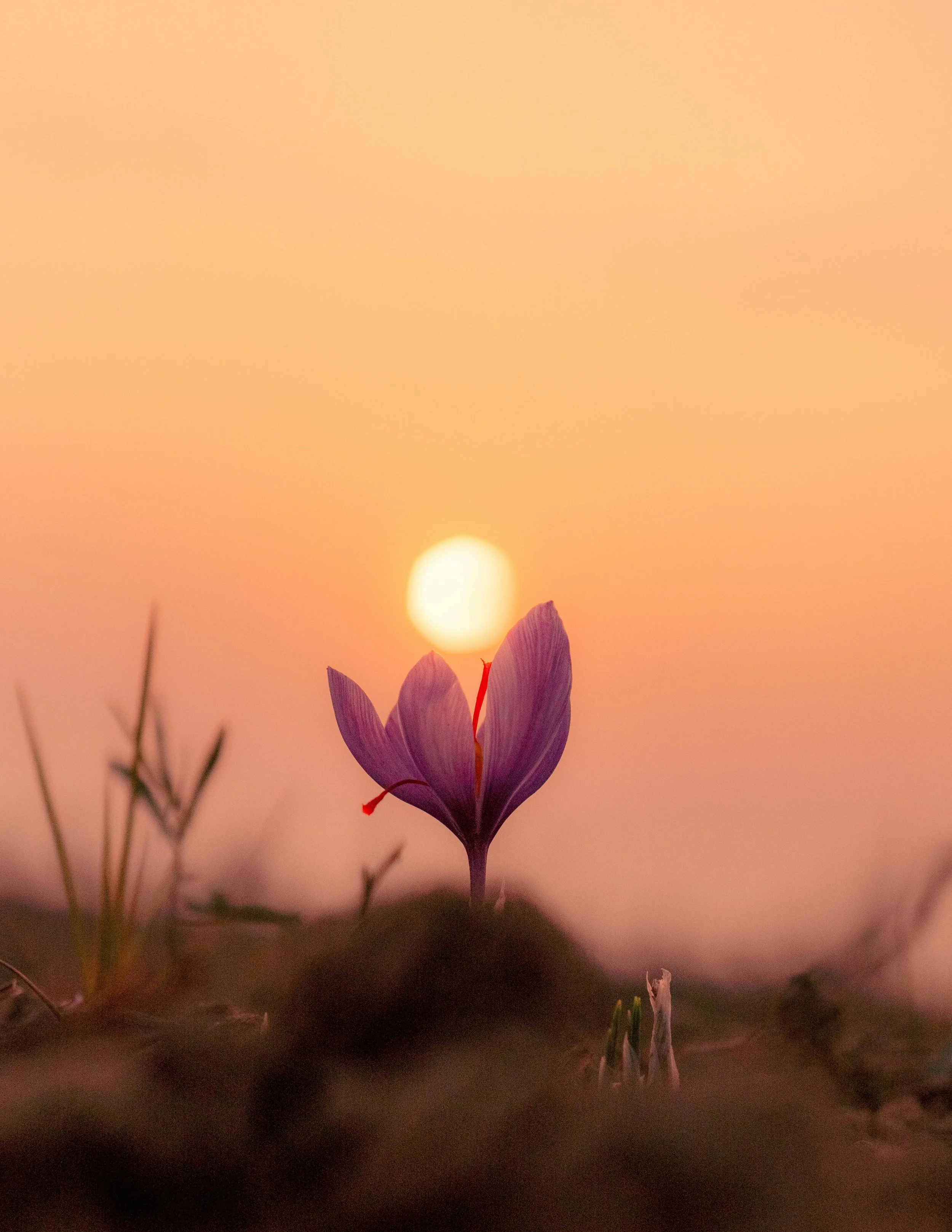 Saffron's Golden Light: How It Can Clear Emotional Fog and Balance Your Hormones