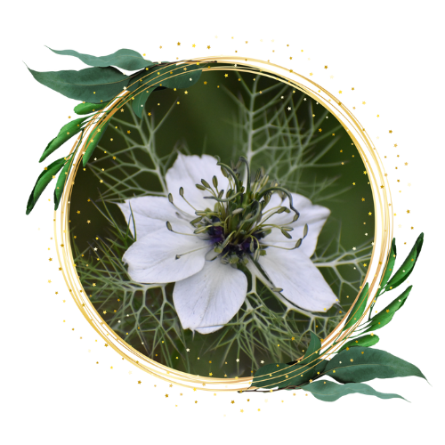 herb black seed.png