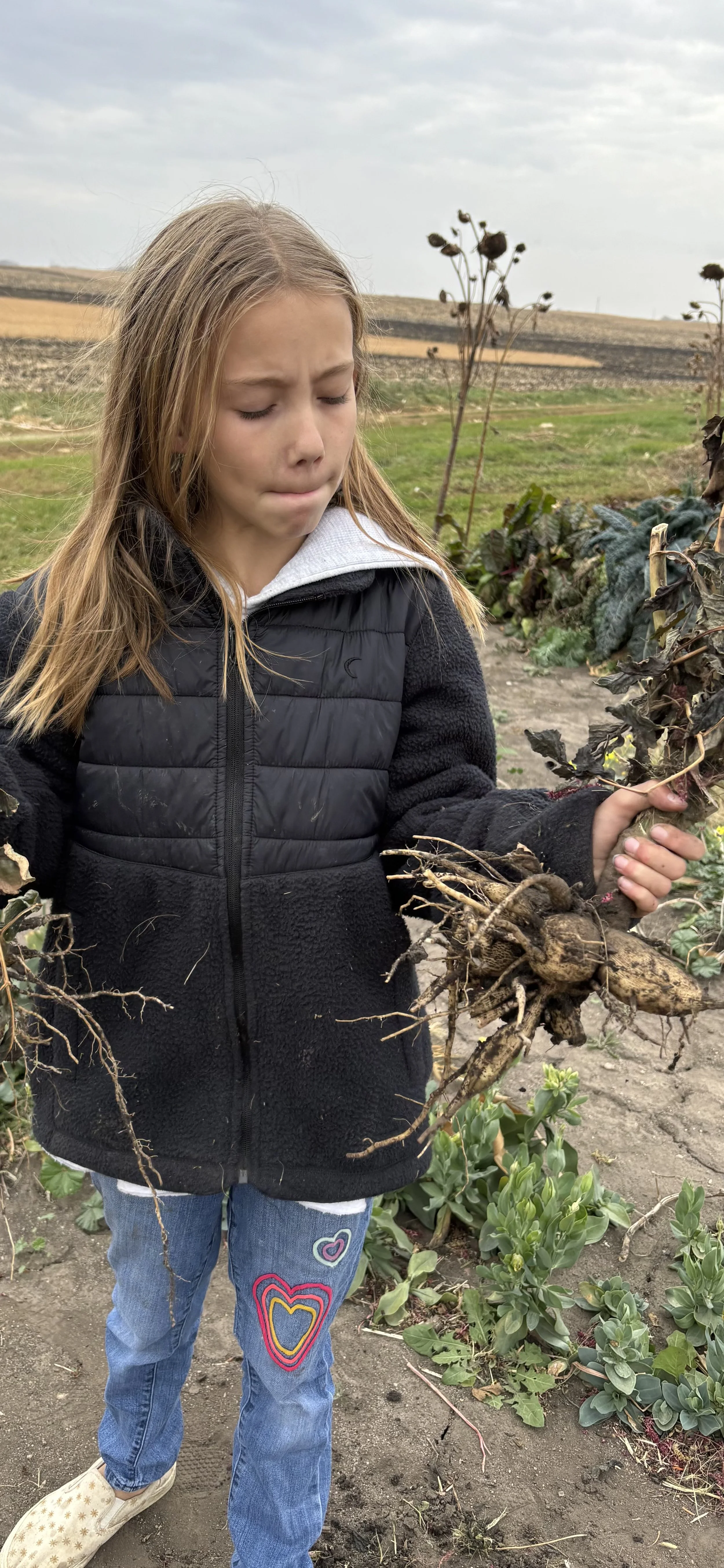 Digging Dahlias in the Fall: A how to guide.