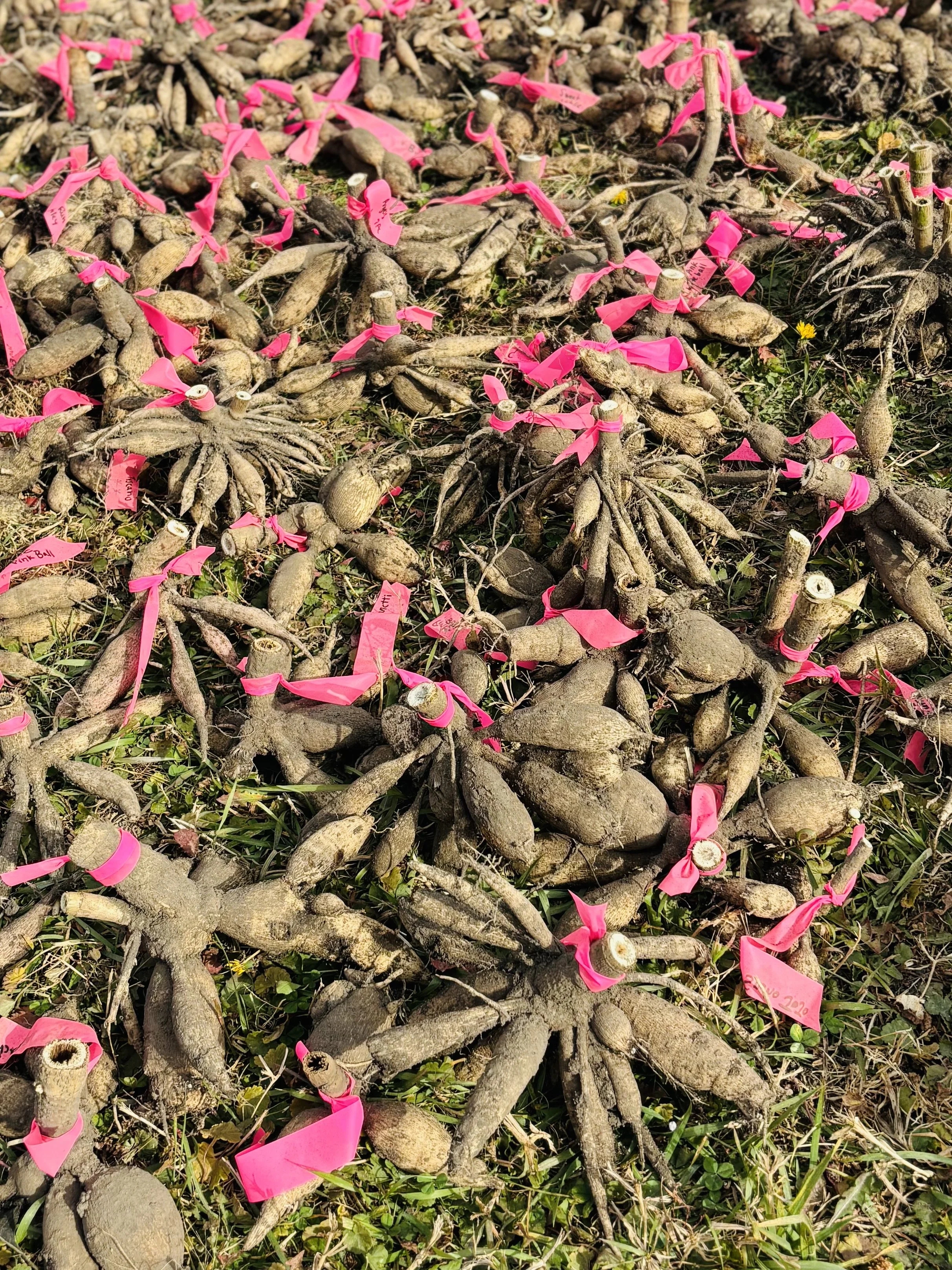 How to tuck your Dahlias in for winter
