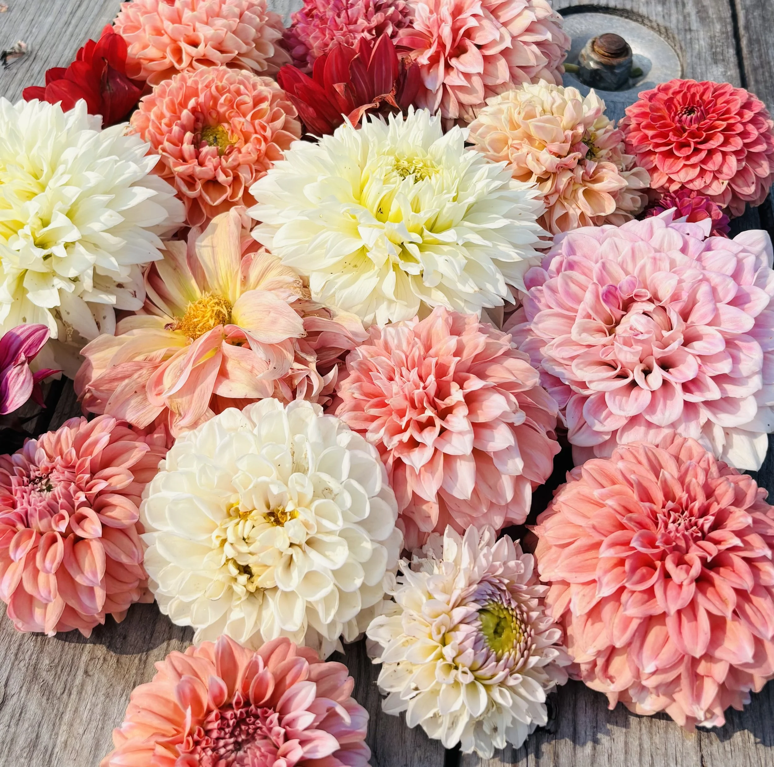 Dahlia Tuber SALE!