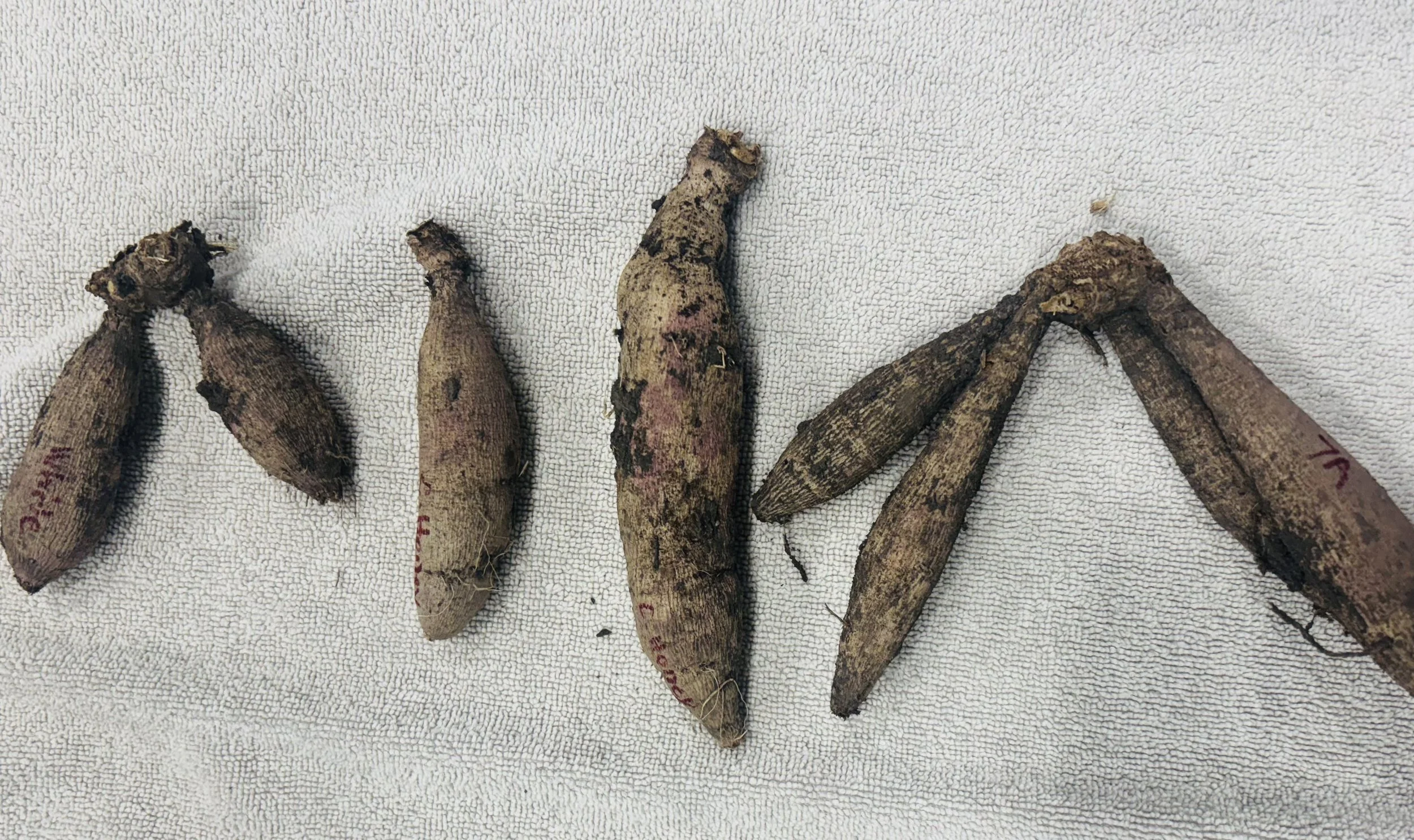 Dahlia Tubers: Does size matter?